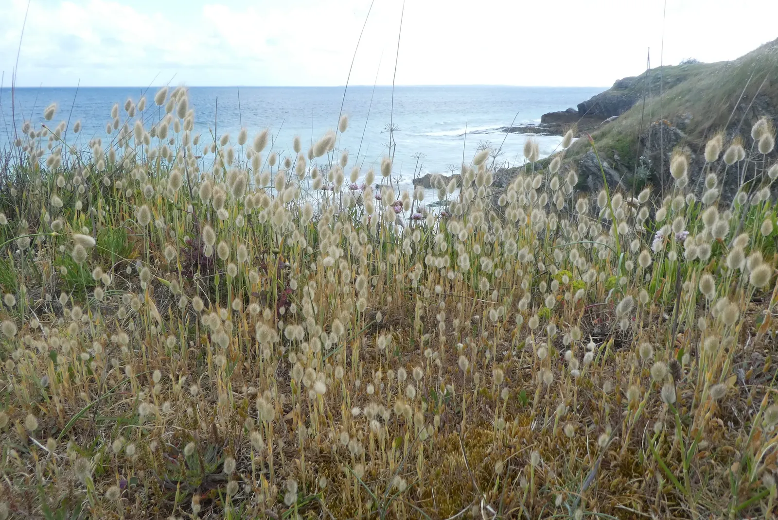 Bunny Tails (Lagurus Ovatus) — When designing a garden landscape