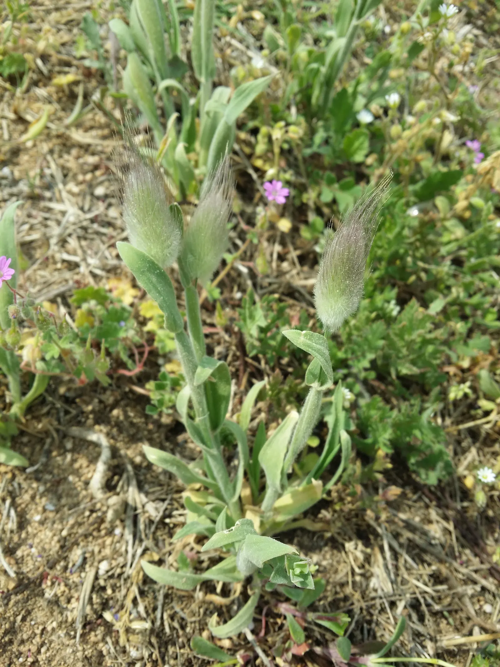 Bunny Tails (Lagurus Ovatus) — These seed heads are borne atop slender; it displays good drought tolerance, image 74