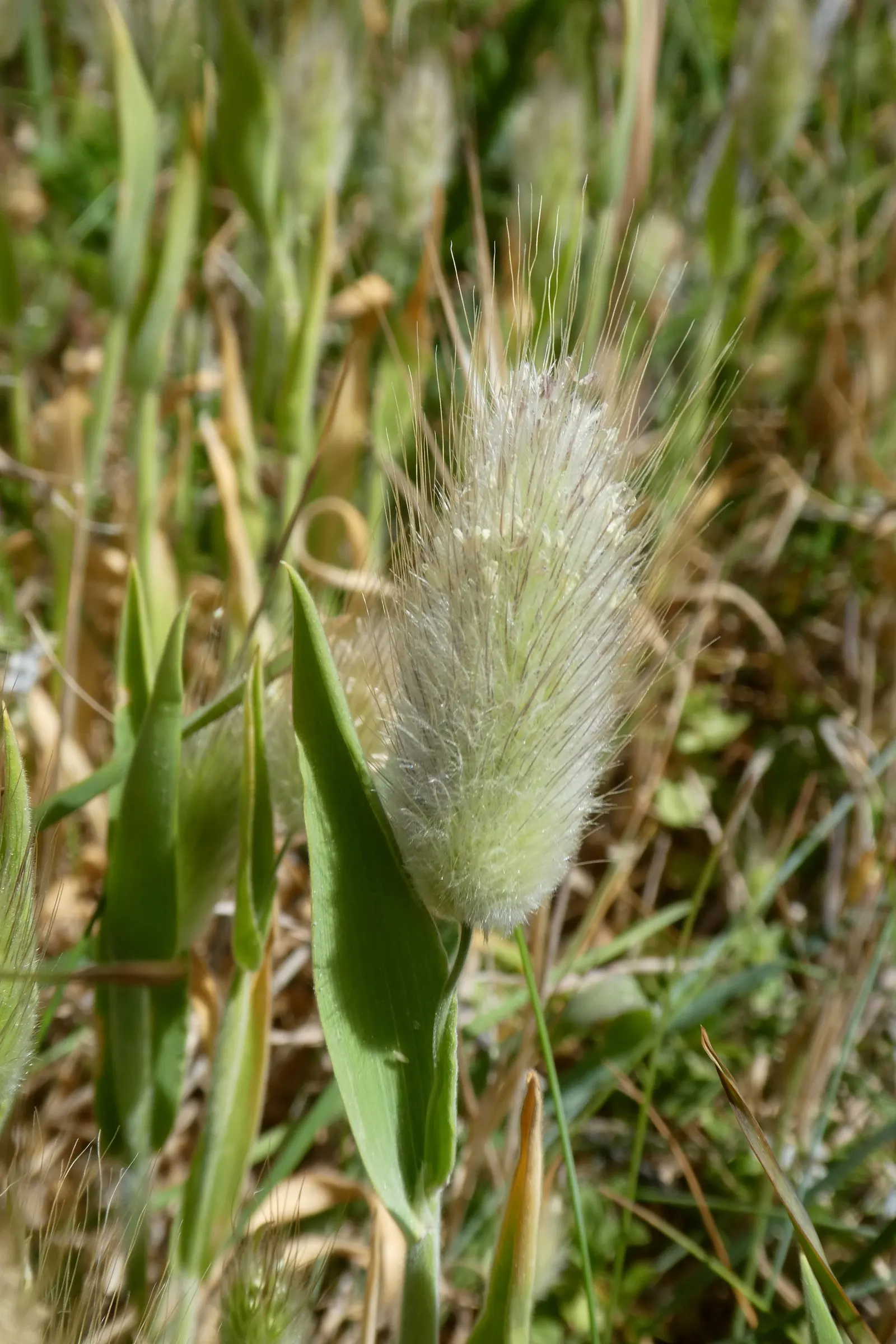 Bunny Tails (Lagurus Ovatus) — rabbit tail-like inflorescences; is a whimsical ornamental grass that is highly cherished for its fluffy