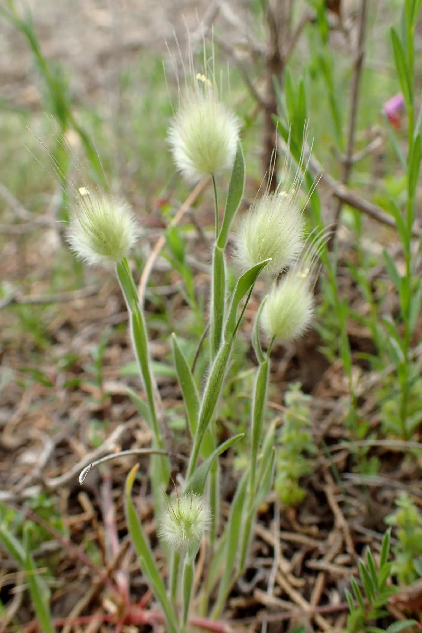 Bunny Tails (Lagurus Ovatus) — Its low maintenance and drought tolerance make it perfect for borders; rabbit tail-like inflorescences