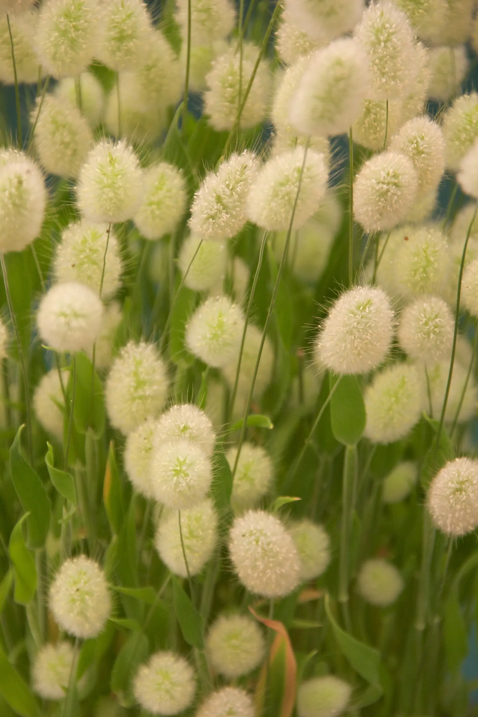 Bunny Tails (Lagurus Ovatus) — Bunny Tails thrives in full sun but can tolerate some light shade; it is best planted in well-drained soil and once, image 78