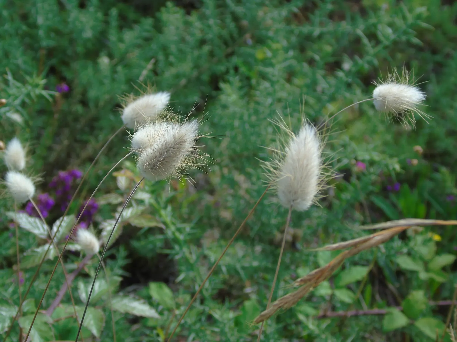 Bunny Tails (Lagurus Ovatus) — offering a prolonged display of interest, image 44