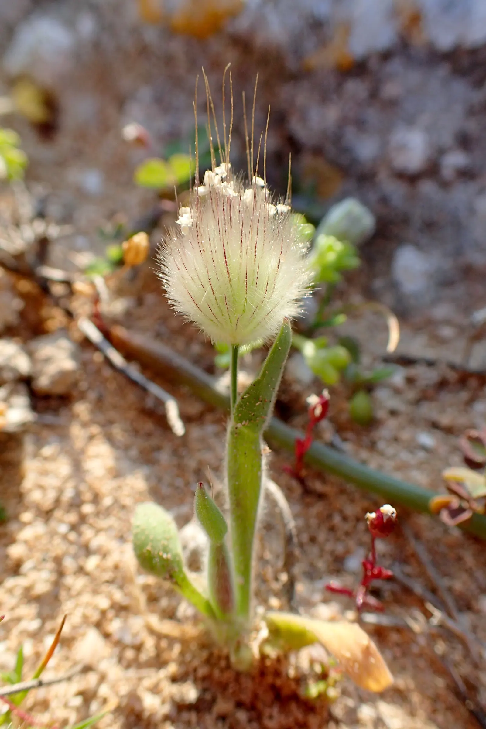 Bunny Tails (Lagurus Ovatus) — commonly known as Bunny Tails