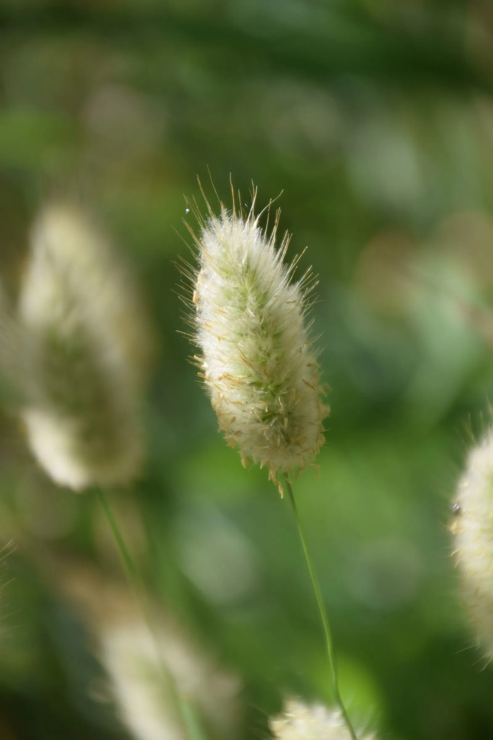 Bunny Tails (Lagurus Ovatus) — tufted seed heads emerge in late spring to early summer and persist well into the fall; commonly referred to as Bunny Tails or