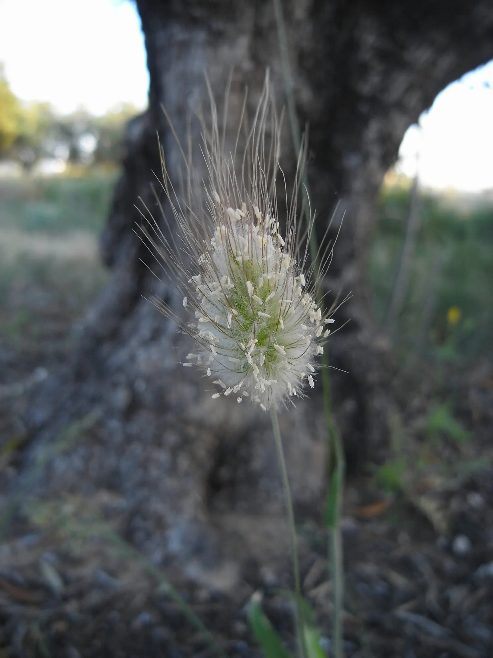 Bunny Tails (Lagurus Ovatus) — annual for full or half; its modest size and adaptability make it a versatile and endearing option for a diverse array of garden