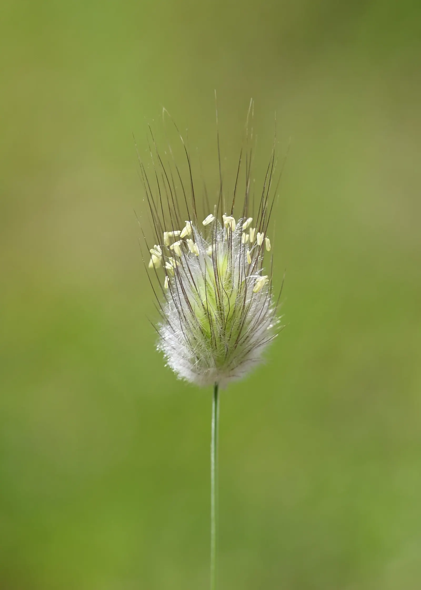Bunny Tails (Lagurus Ovatus) — is a whimsical ornamental grass that is highly cherished for its fluffy; is a charming ornamental grass known for, image 67