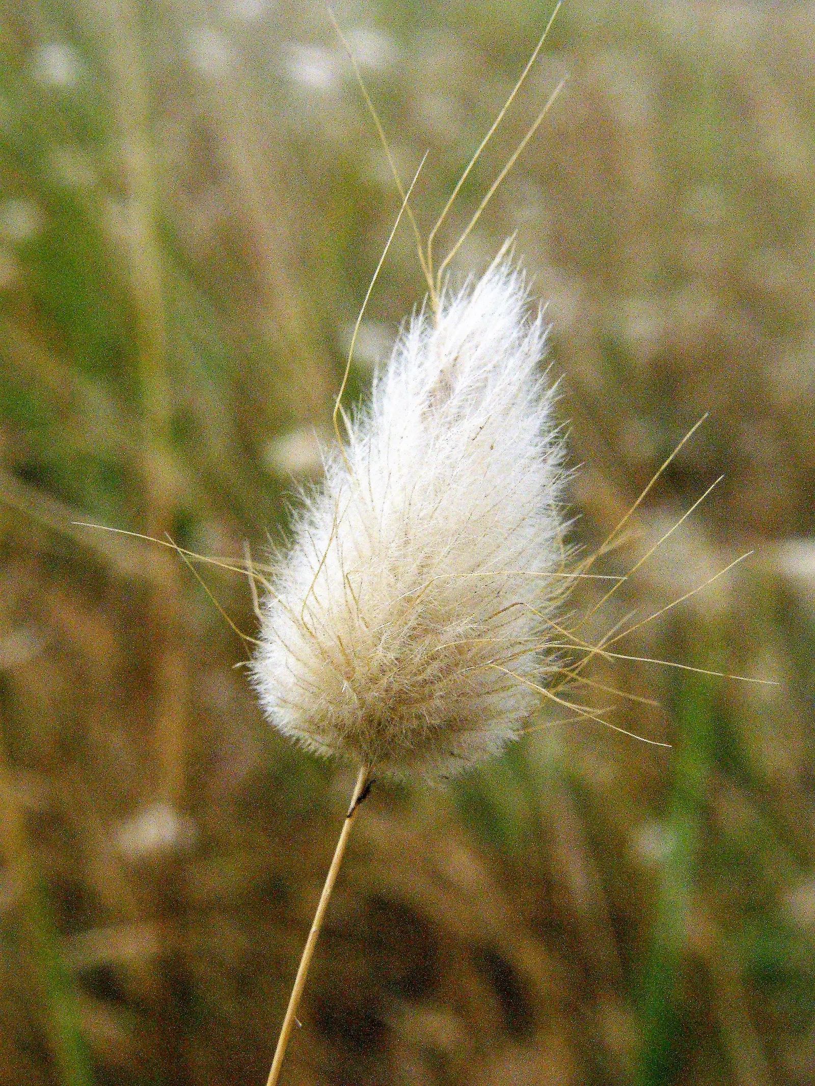 Bunny Tails (Lagurus Ovatus) — making it an easy-to-maintain choice for xeriscaping; when designing a garden landscape