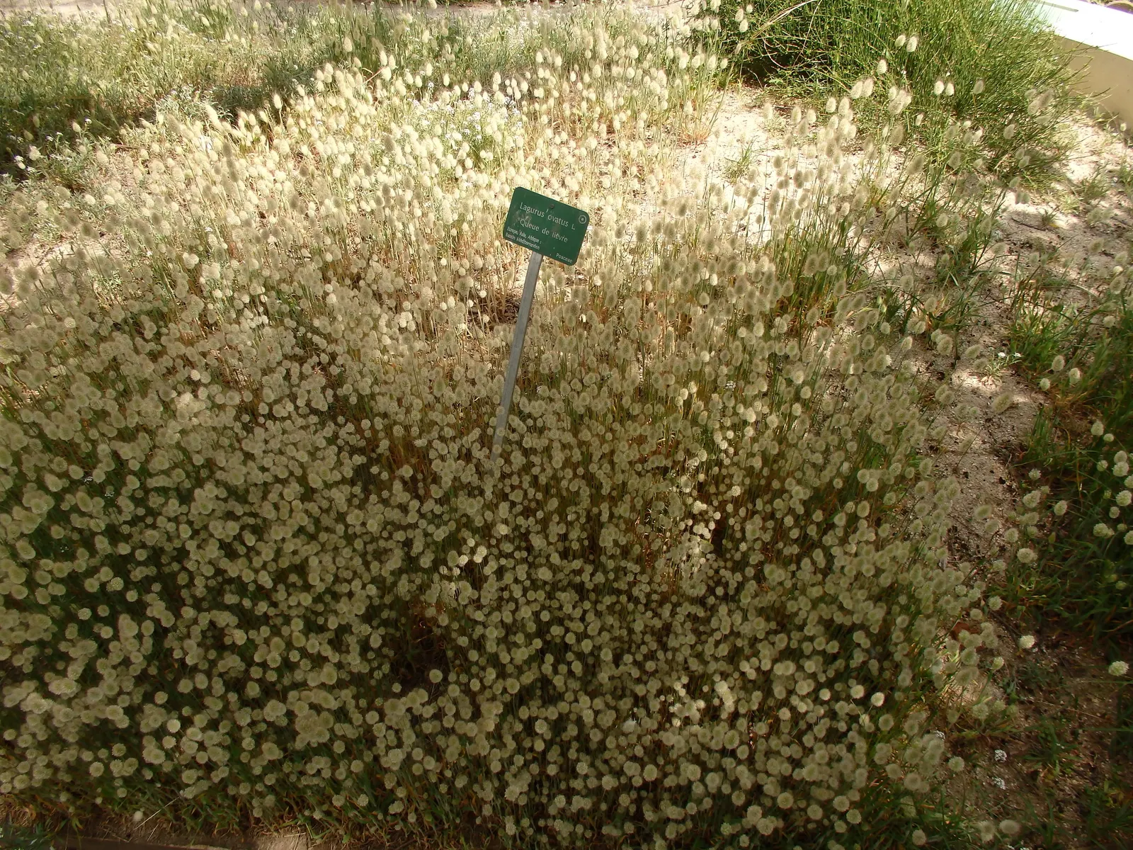 Bunny Tails (Lagurus Ovatus) — commonly referred to as Bunny Tails or Hare's Tail grass; situating this plant in USDA zones 4 through 10 allows it, image 66