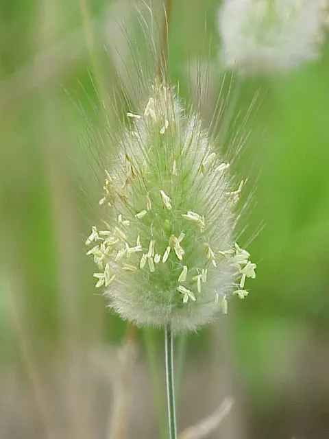 Bunny Tails (Lagurus Ovatus) — and their unique texture and form capture the interest of onlookers; annual for full or half