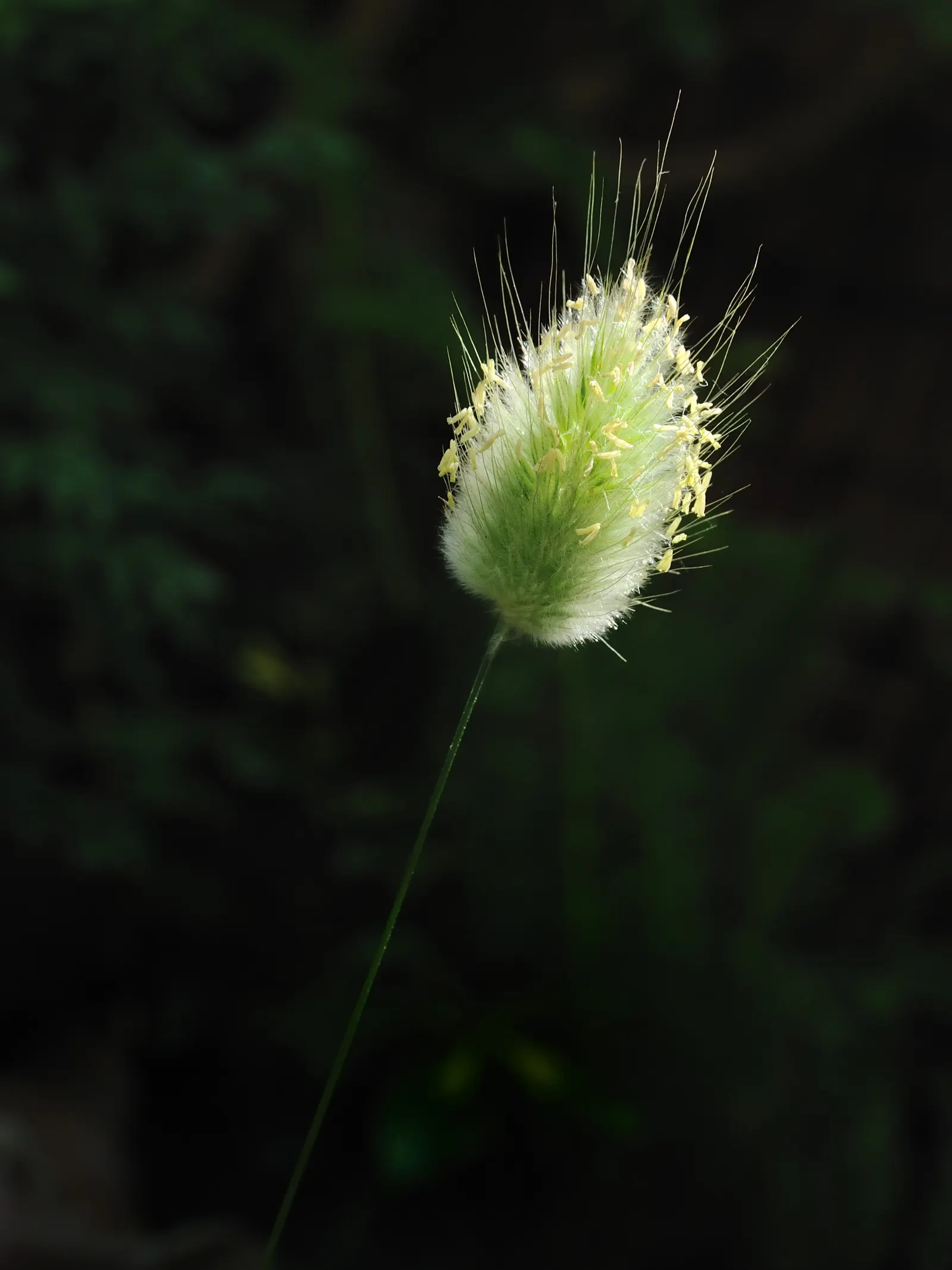 Bunny Tails (Lagurus Ovatus) — Its low maintenance and drought tolerance make it perfect for borders