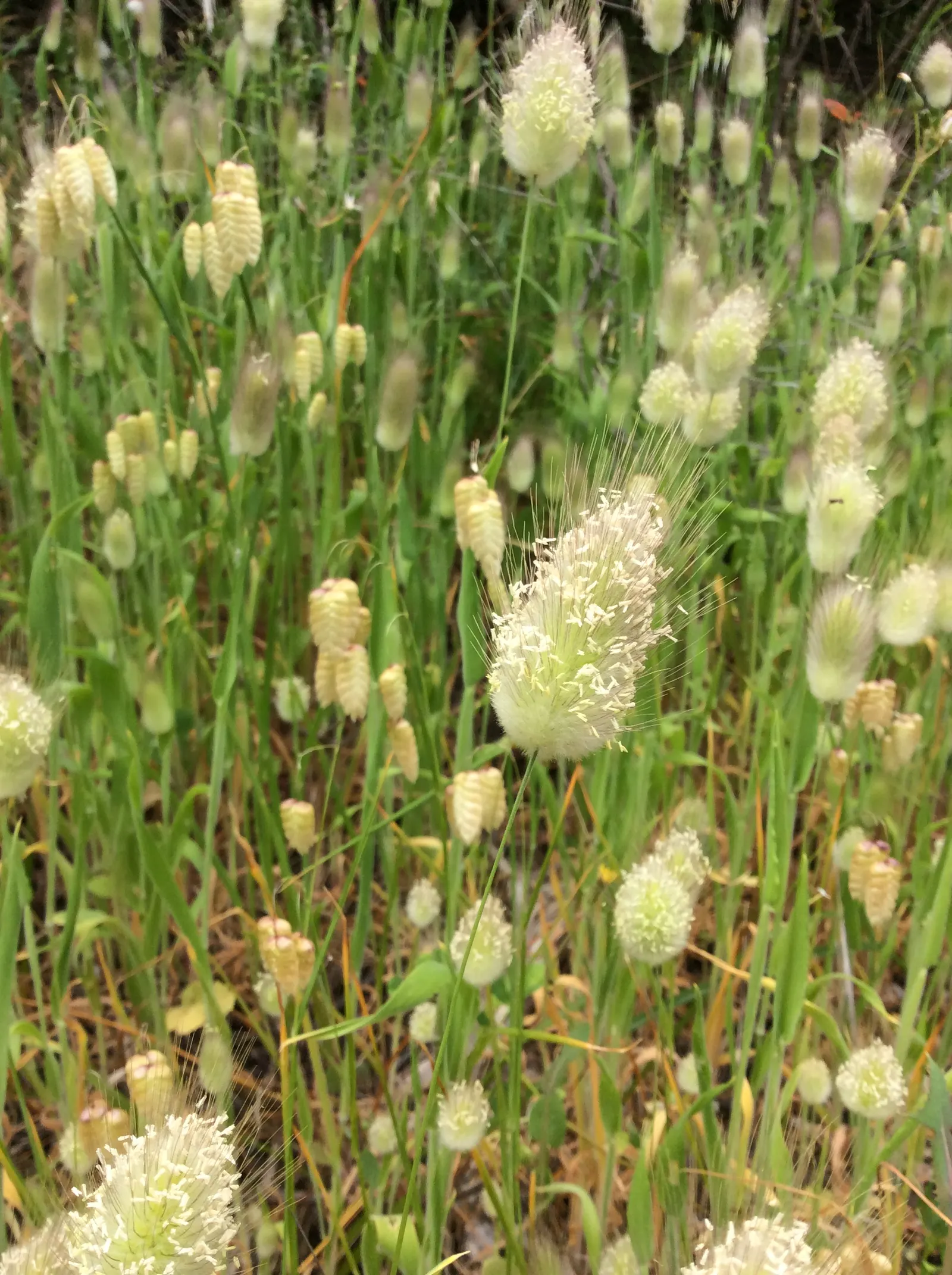 Bunny Tails (Lagurus Ovatus) — Its modest size and adaptability make it a versatile and endearing option for a diverse array of garden styles