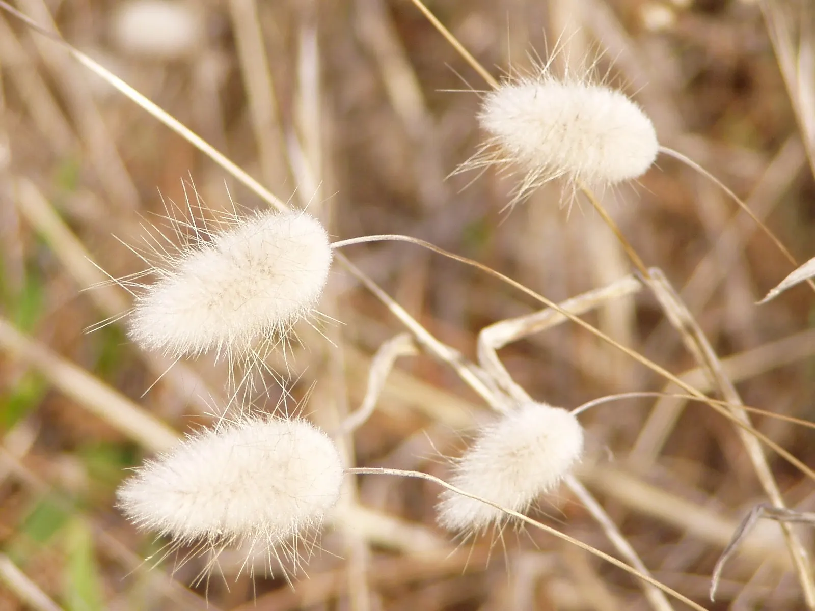 Bunny Tails (Lagurus Ovatus) — It thrives in USDA zones 4-10, preferring full sun to partial shade and well-drained soil; resembling a bunny's tail