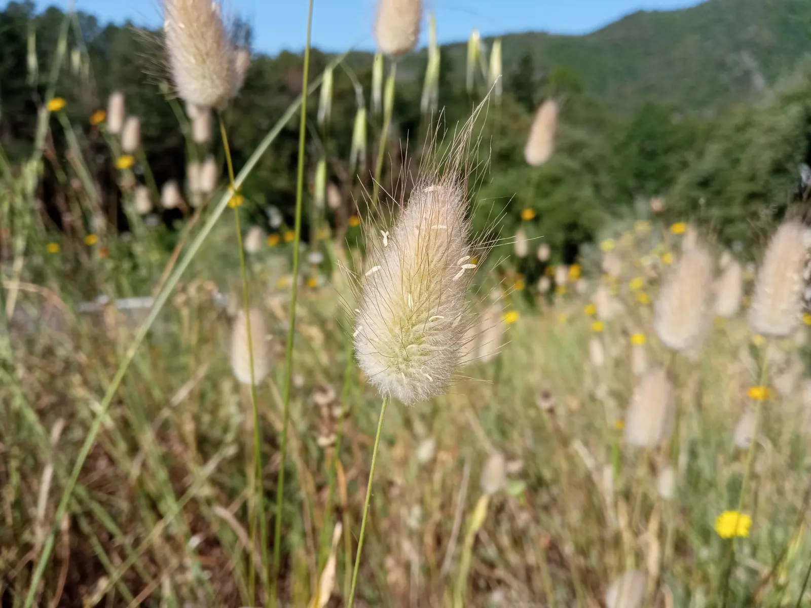 Bunny Tails (Lagurus Ovatus) — It is best planted in well-drained soil and once established; annual with white blooms, image 79