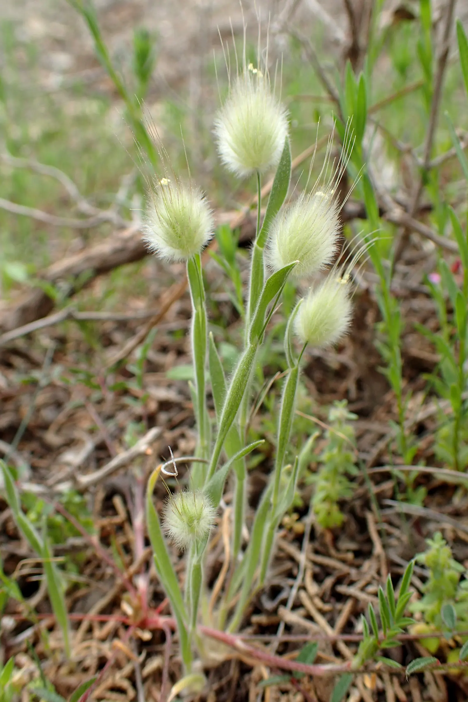 Bunny Tails (Lagurus Ovatus) — often bringing a playful character to the garden setting; or as a textural accent in bouquets