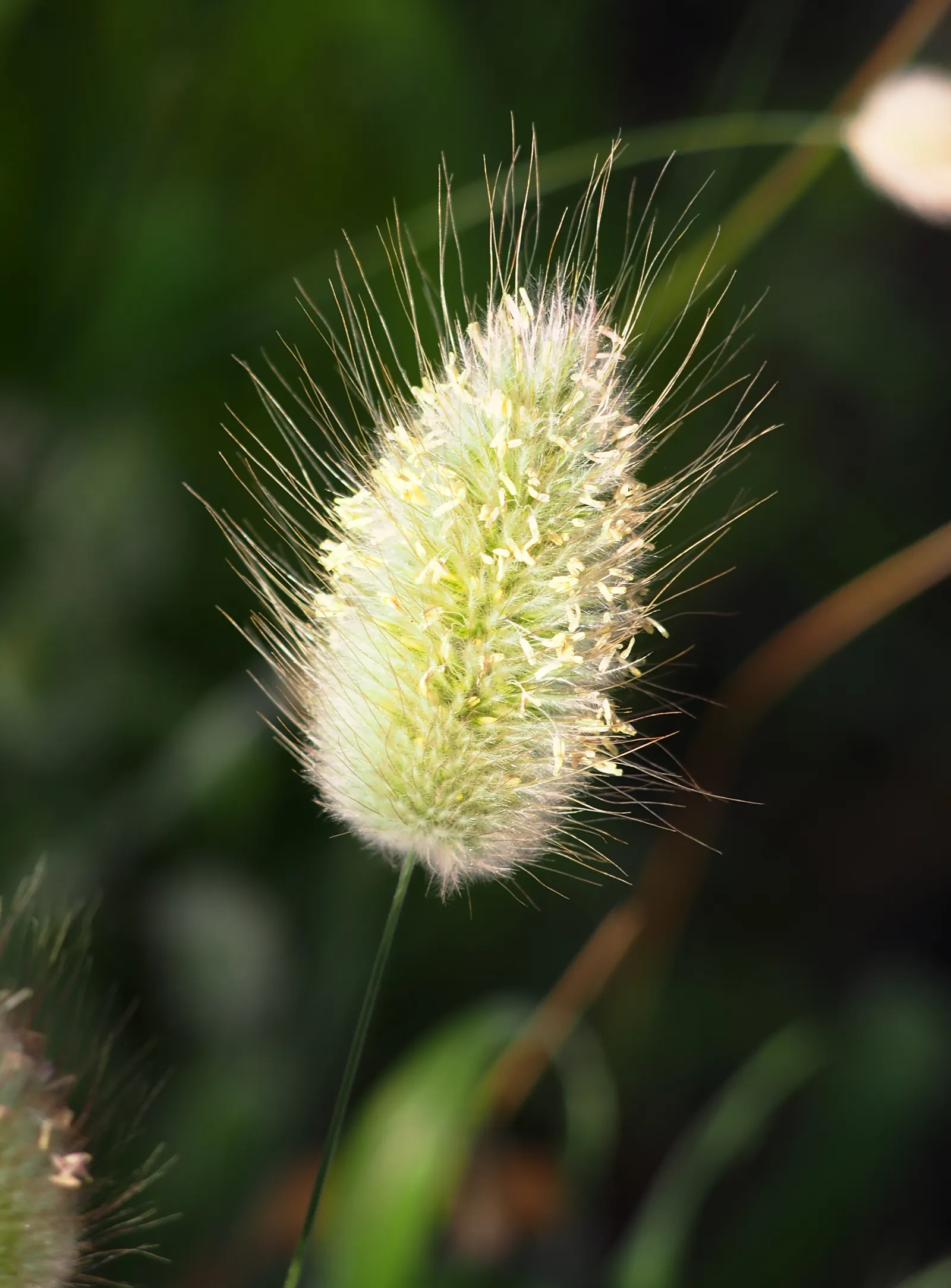 Bunny Tails (Lagurus Ovatus) — commonly referred to as Bunny Tails or Hare's Tail grass; situating this plant in USDA zones 4 through 10 allows it to perform