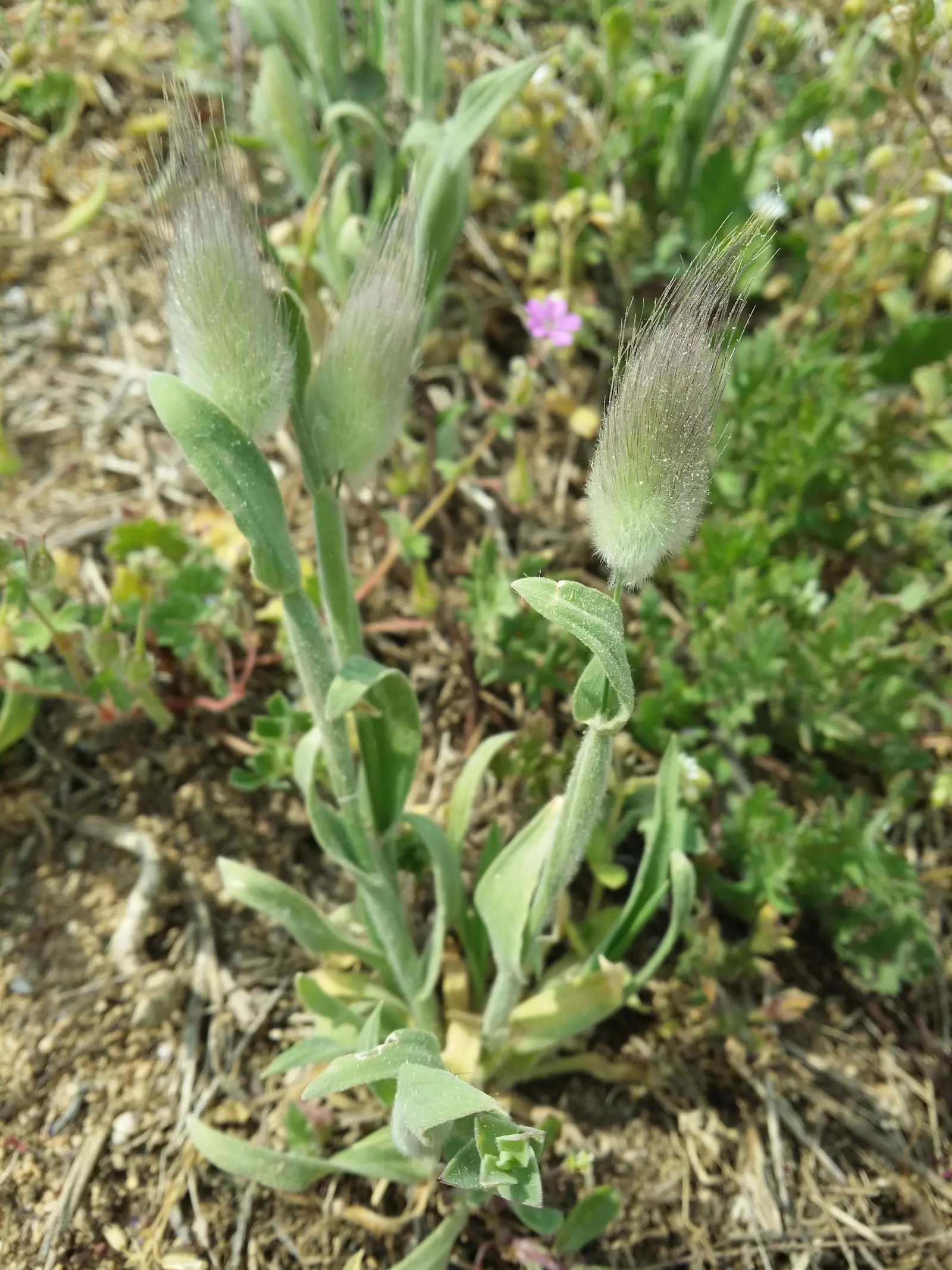 Bunny Tails (Lagurus Ovatus) — This annual grows to a petite height of 12-24 inches with a similar spread; watering should be moderate but can be, image 62