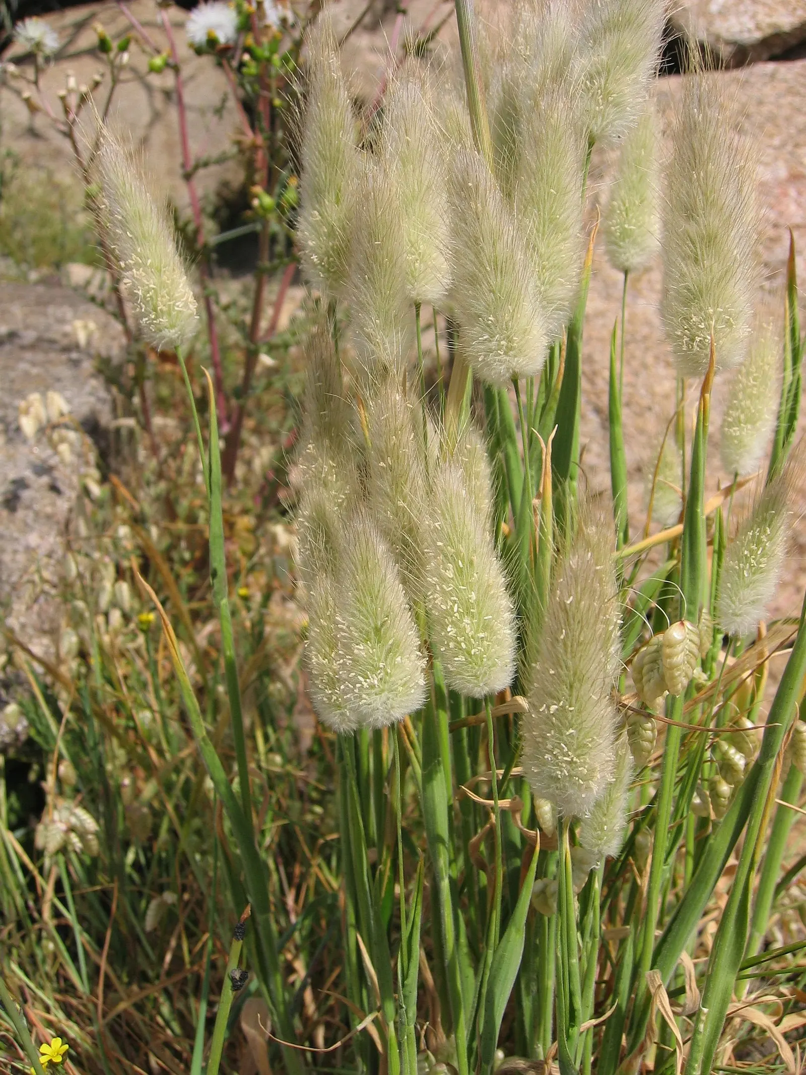 Bunny Tails (Lagurus Ovatus) — or as a textural accent in bouquets; and their unique texture and form capture the interest of onlookers, image 65