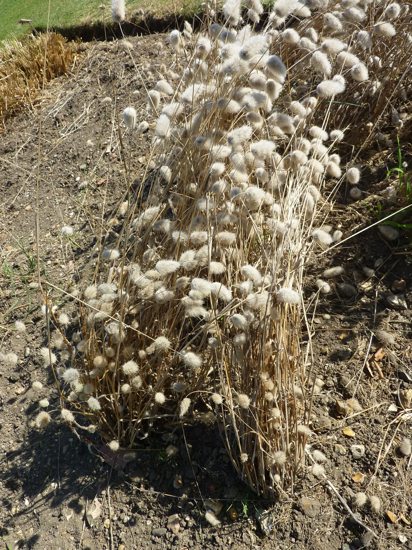 Bunny Tails (Lagurus Ovatus) — It is best planted in well-drained soil and once established
