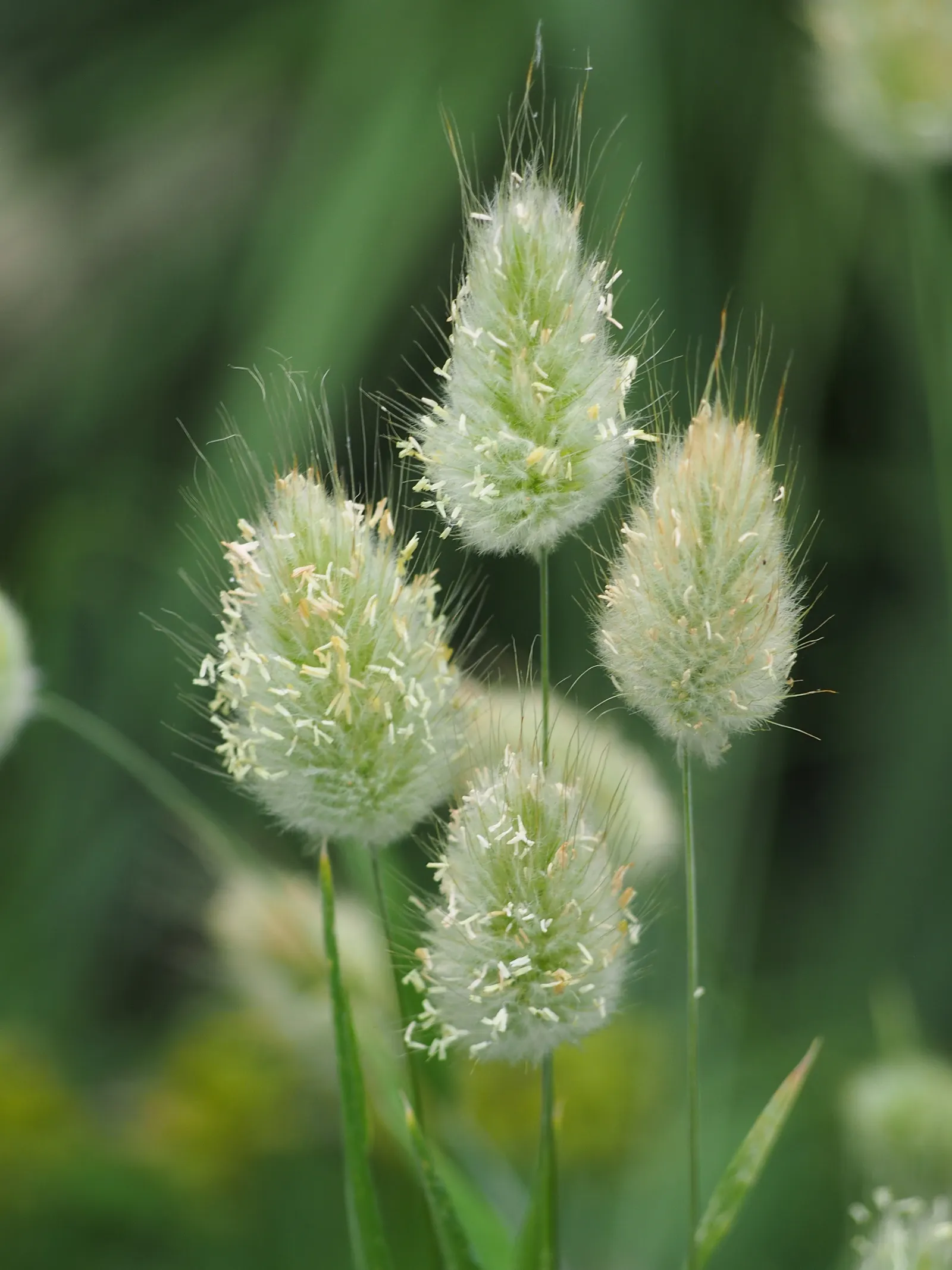 Bunny Tails (Lagurus Ovatus) — is a whimsical ornamental grass that is highly cherished for its fluffy
