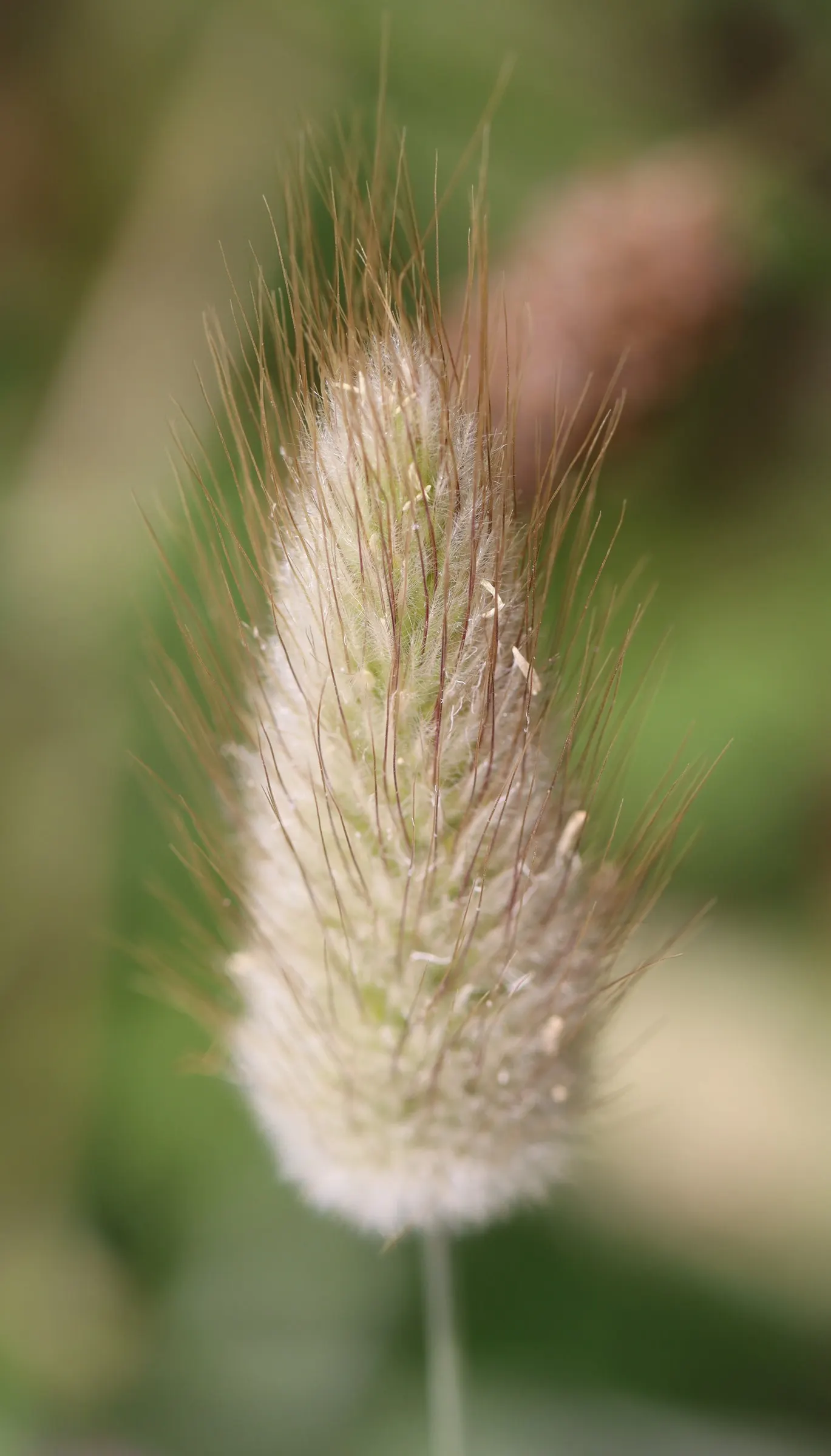 Bunny Tails (Lagurus Ovatus) — resembling a bunny's tail; often bringing a playful character to the garden setting, image 61