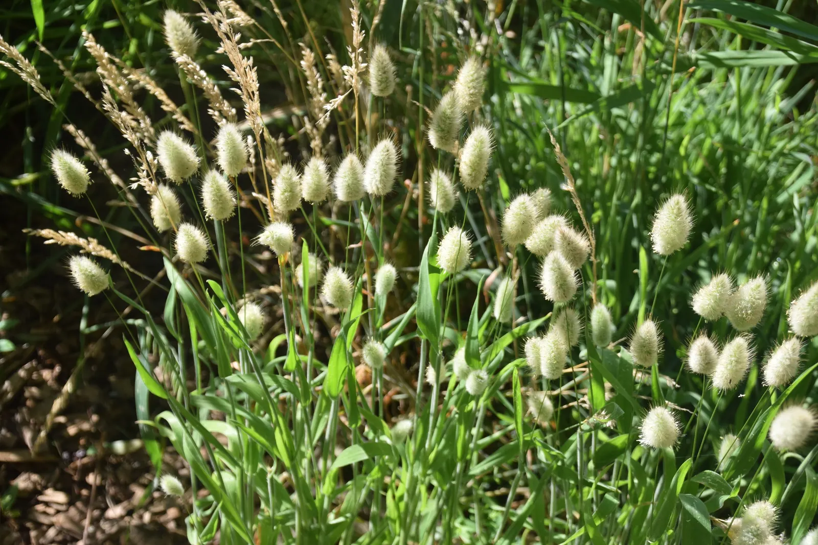 Bunny Tails (Lagurus Ovatus) — is a charming ornamental grass known for its fluffy