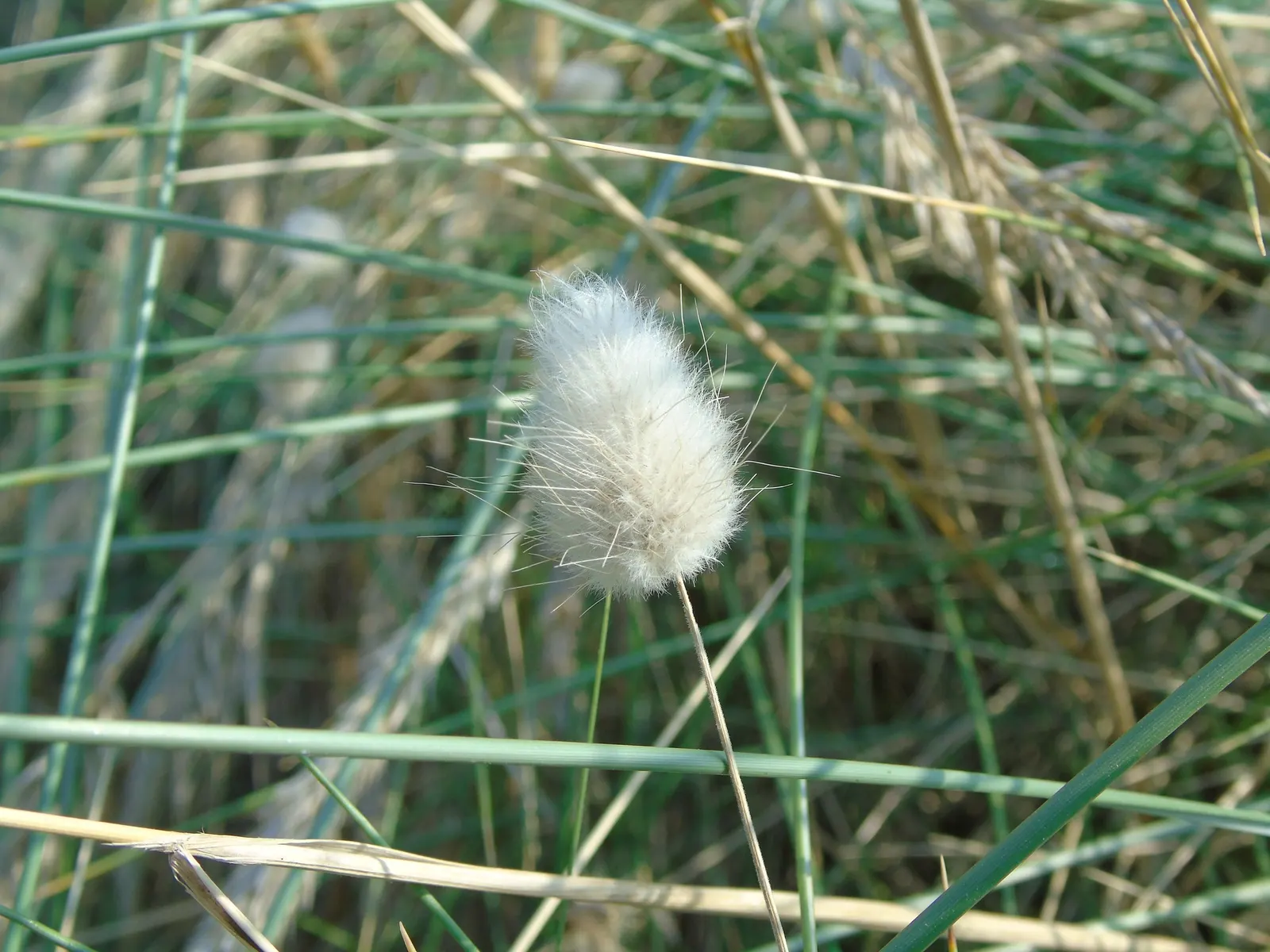 Bunny Tails (Lagurus Ovatus) — white flowers in the garden; this annual grass cultivar typically reaches a modest height of 1 to 2 feet