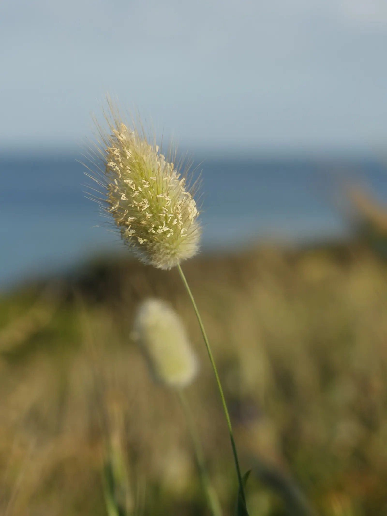 Bunny Tails (Lagurus Ovatus) — making it an easy-to-maintain choice for xeriscaping