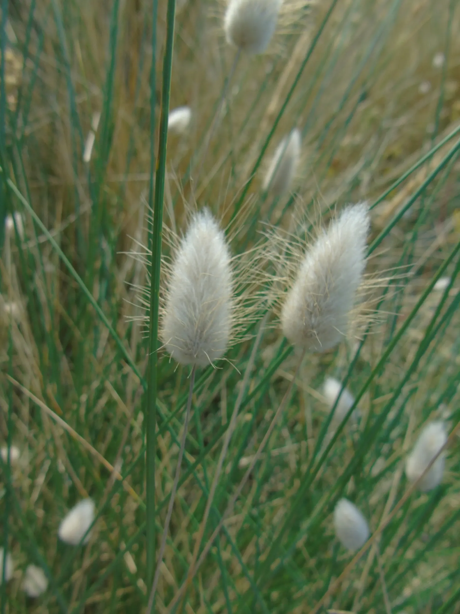 Bunny Tails (Lagurus Ovatus) — often bringing a playful character to the garden setting; or as a textural accent in bouquets, image 76