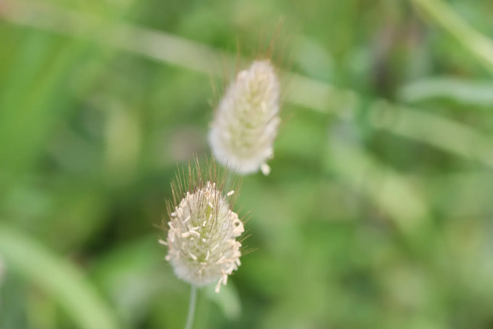 Bunny Tails (Lagurus Ovatus) — This annual grows to a petite height of 12-24 inches with a similar spread