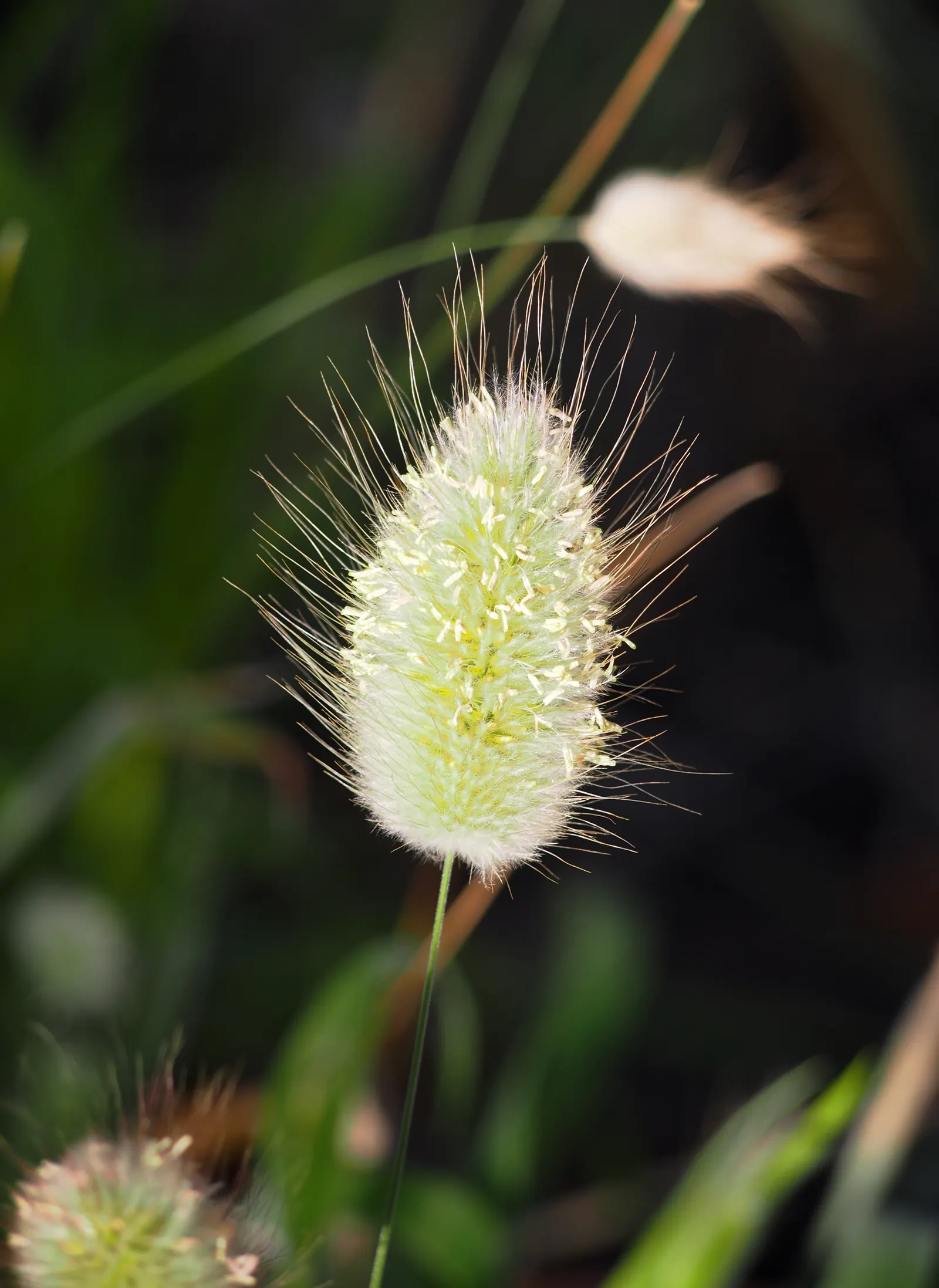 Bunny Tails (Lagurus Ovatus) — Situating this plant in USDA zones 4 through 10 allows it to perform at its best; bunny Tails thrives in full sun but can