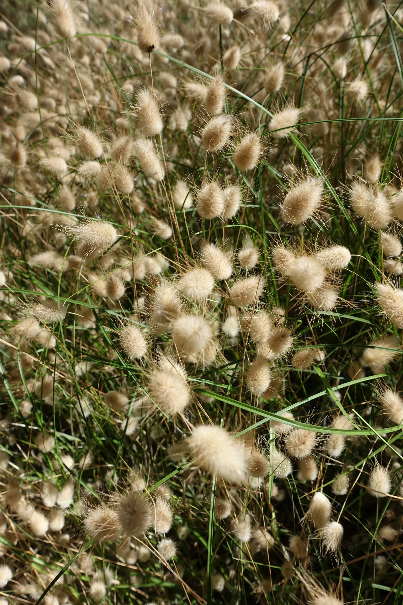 Bunny Tails (Lagurus Ovatus) — resembling a bunny's tail