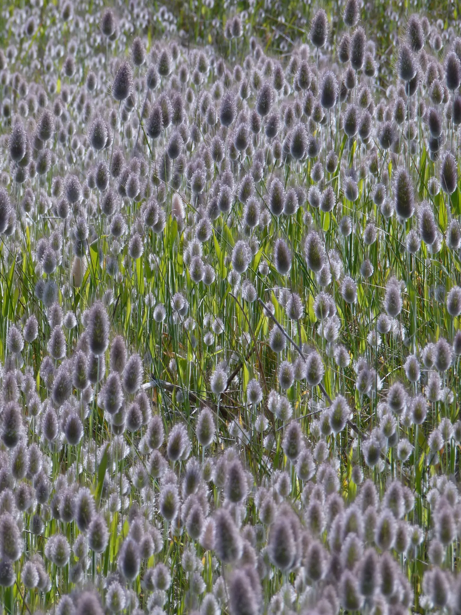 Bunny Tails (Lagurus Ovatus) — is a whimsical ornamental grass that is highly cherished for its fluffy; is a charming ornamental grass known for its fluffy