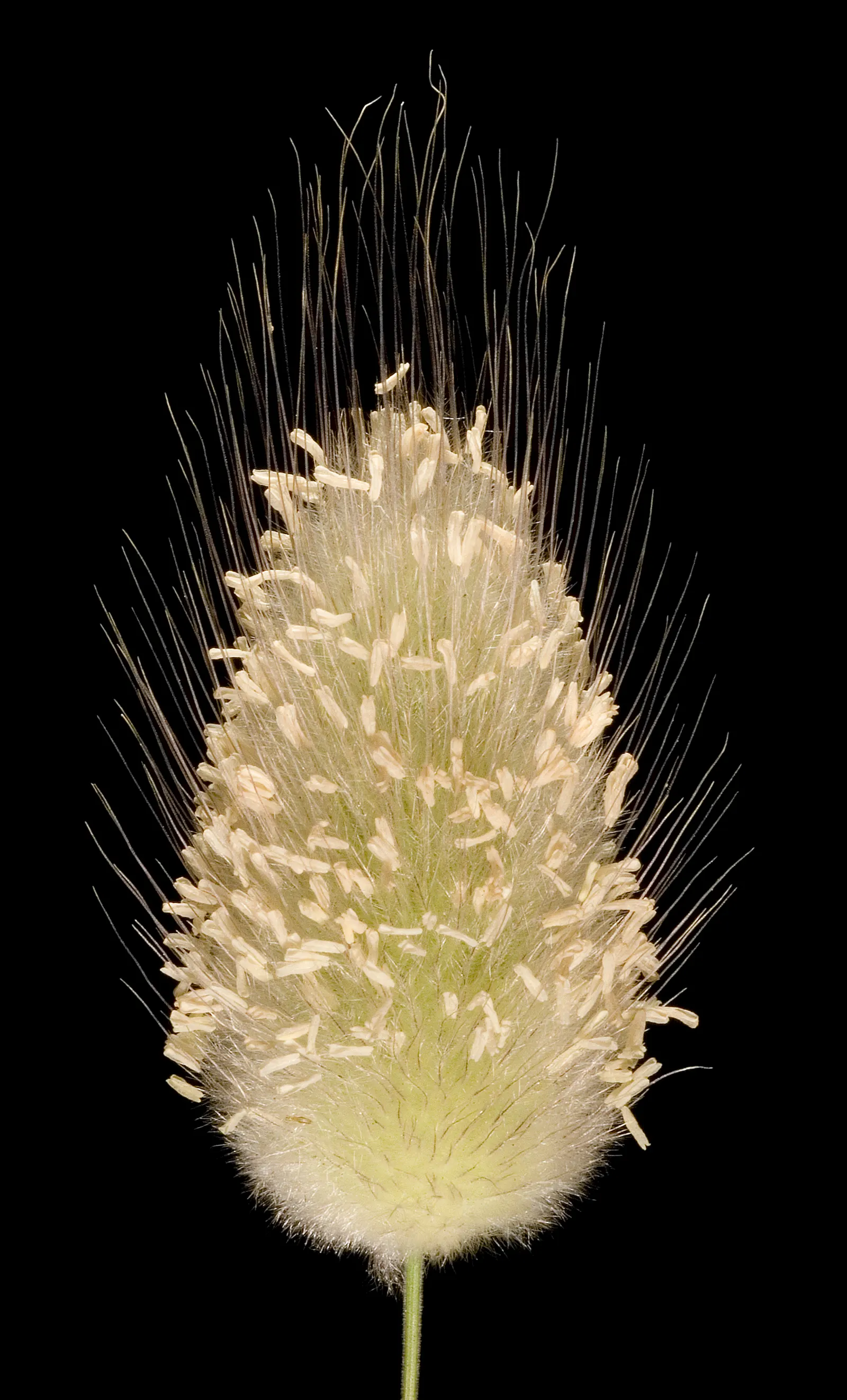 Bunny Tails (Lagurus Ovatus) — It thrives in USDA zones 4-10, preferring full sun to partial shade and well-drained soil; resembling a bunny's tail, image 63