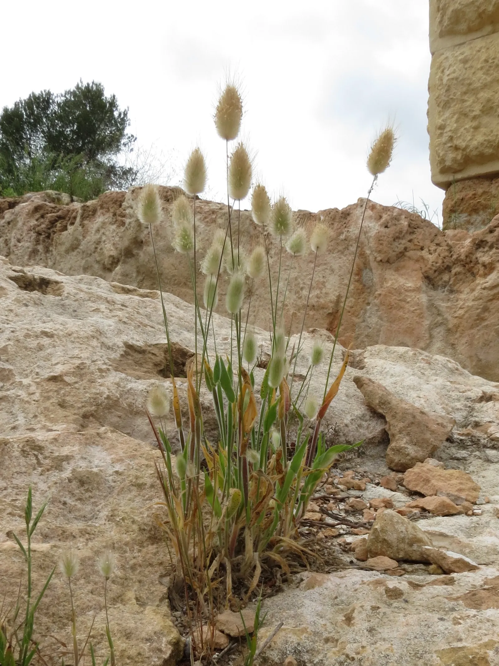 Bunny Tails (Lagurus Ovatus) — resembling a bunny's tail; often bringing a playful character to the garden setting
