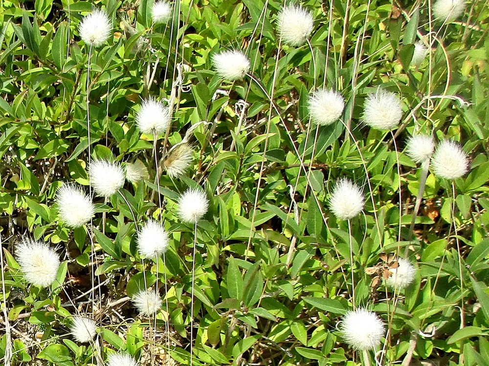 Bunny Tails (Lagurus Ovatus) — Native to the Mediterranean; these seed heads are borne atop slender