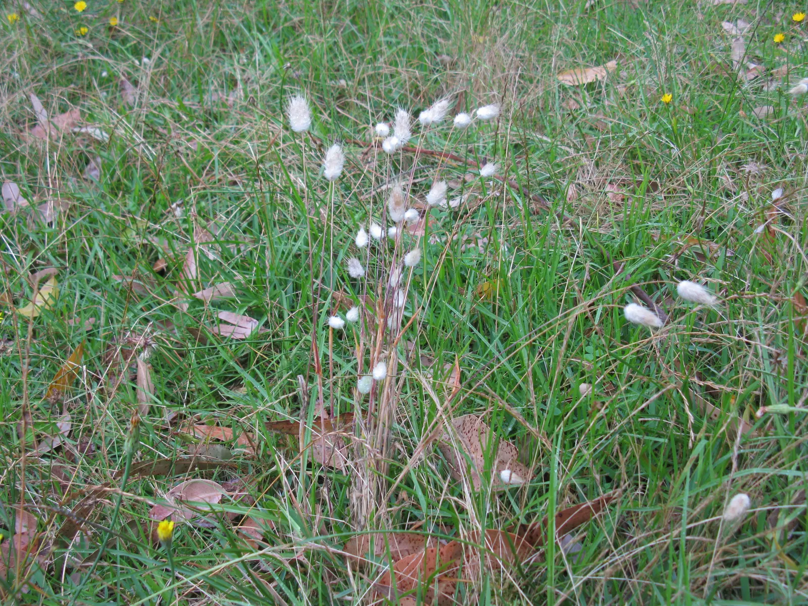 Bunny Tails (Lagurus Ovatus) — offering a prolonged display of interest
