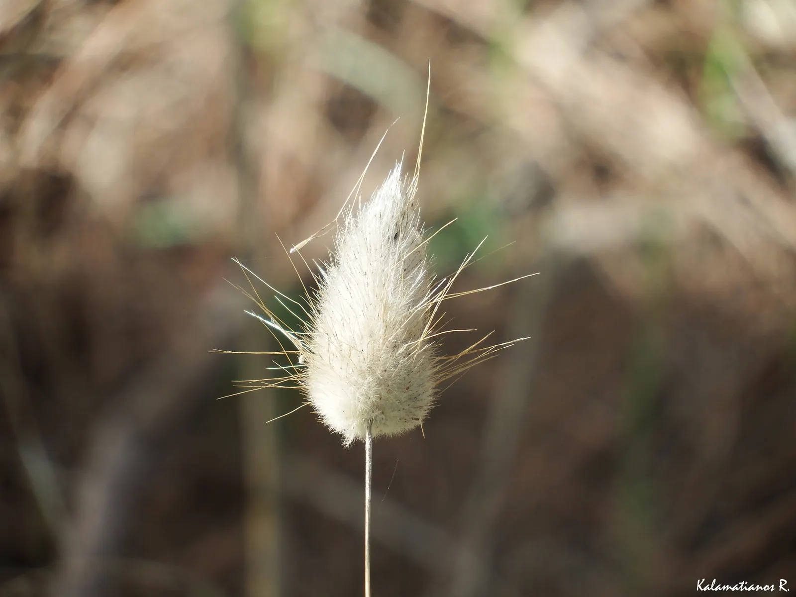 Bunny Tails (Lagurus Ovatus) — Situating this plant in USDA zones 4 through 10 allows it to perform at its best