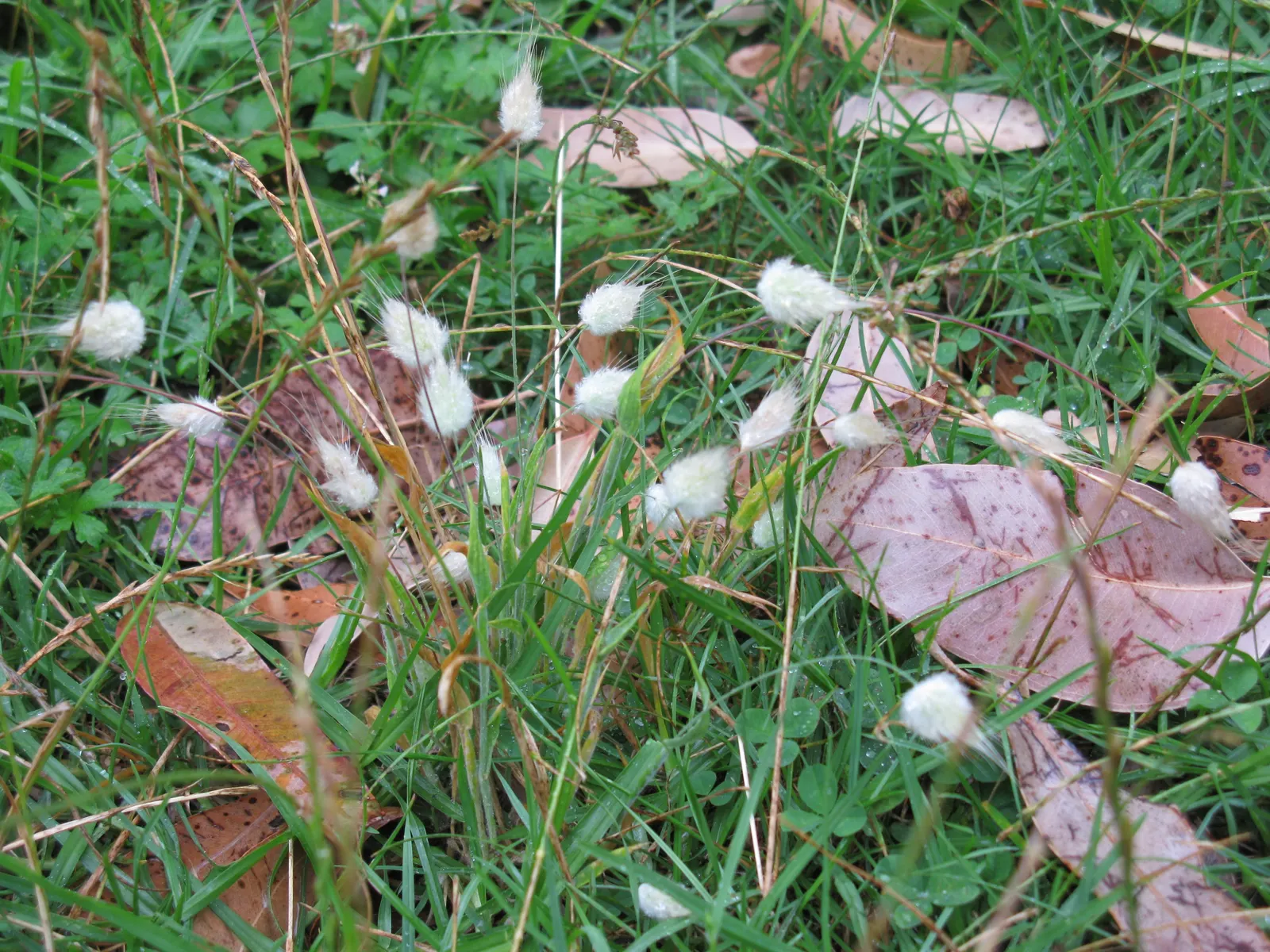 Bunny Tails (Lagurus Ovatus) — It thrives in USDA zones 4-10, preferring full sun to partial shade and well-drained soil