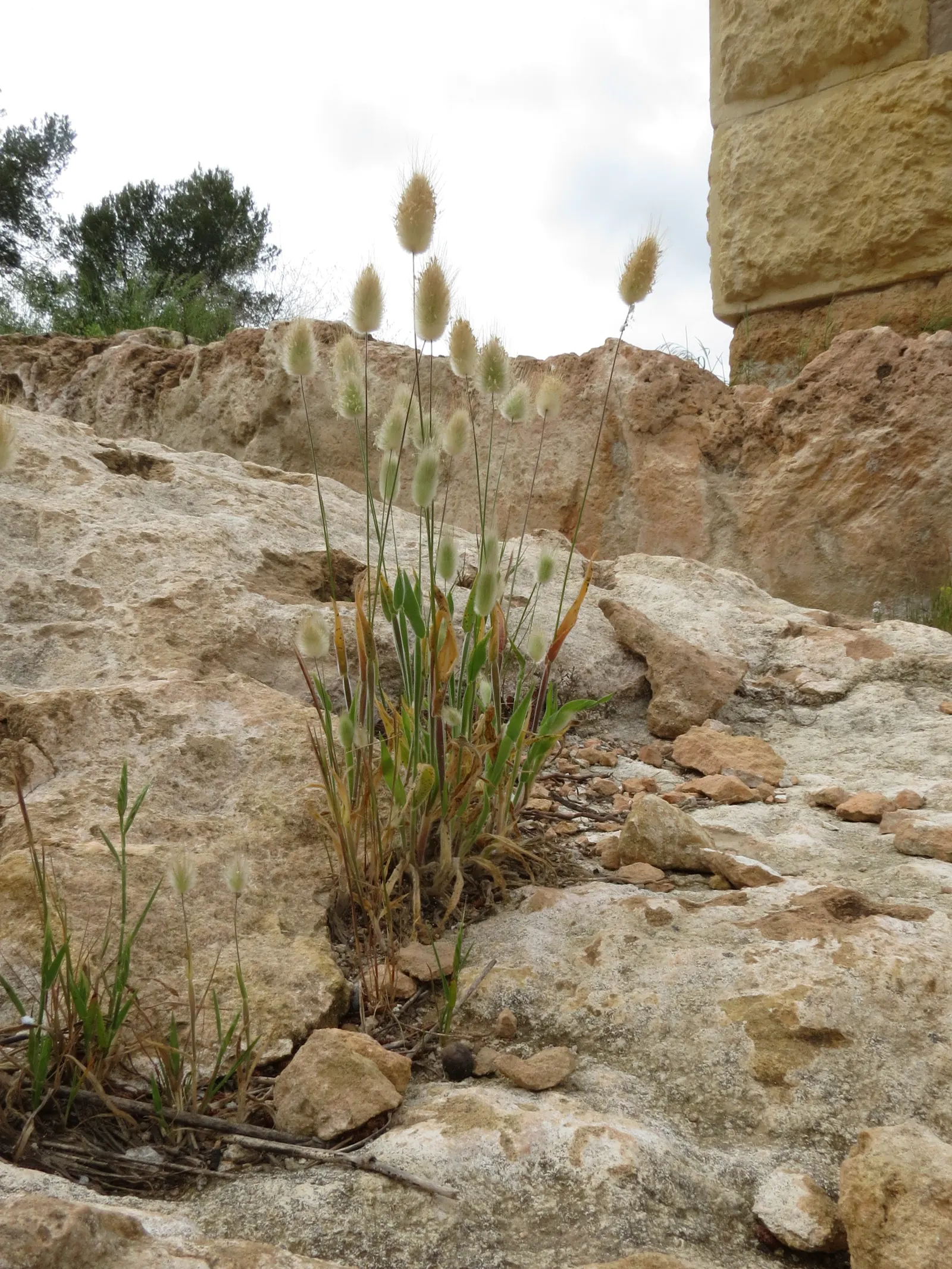 Bunny Tails (Lagurus Ovatus) — annual with white blooms