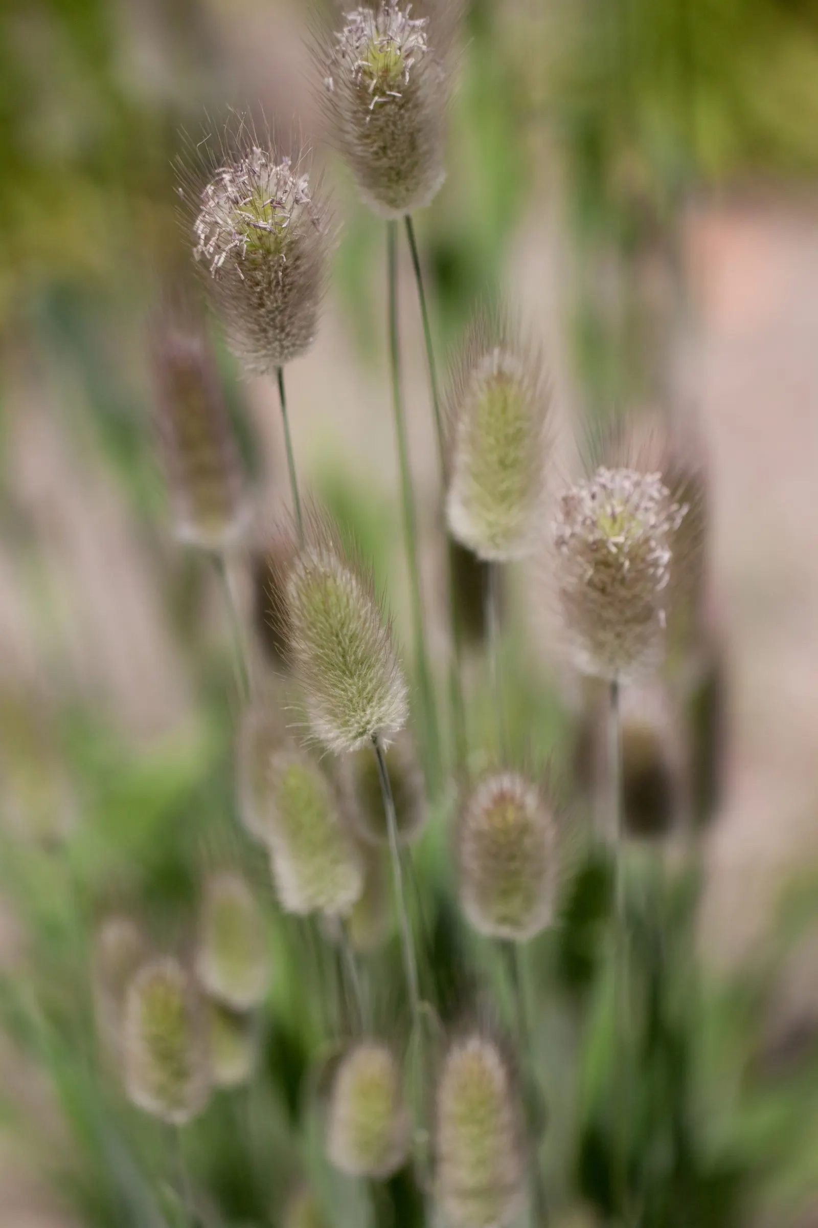 Bunny Tails (Lagurus Ovatus) — Its low maintenance and drought tolerance make it perfect for borders; rabbit tail-like inflorescences, image 64