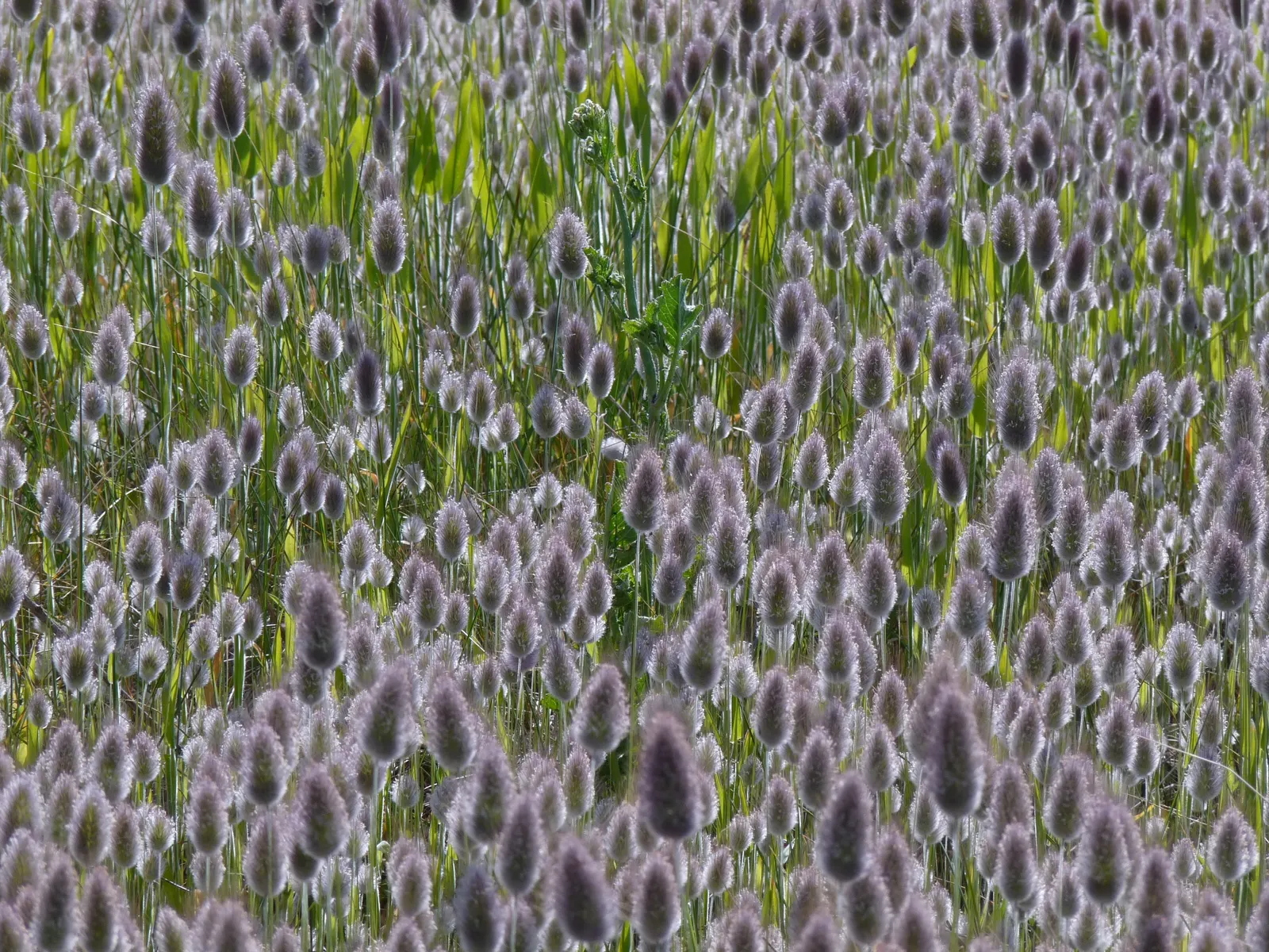 Bunny Tails (Lagurus Ovatus) — Bunny Tails thrives in full sun but can tolerate some light shade; it is best planted in well-drained soil and once established
