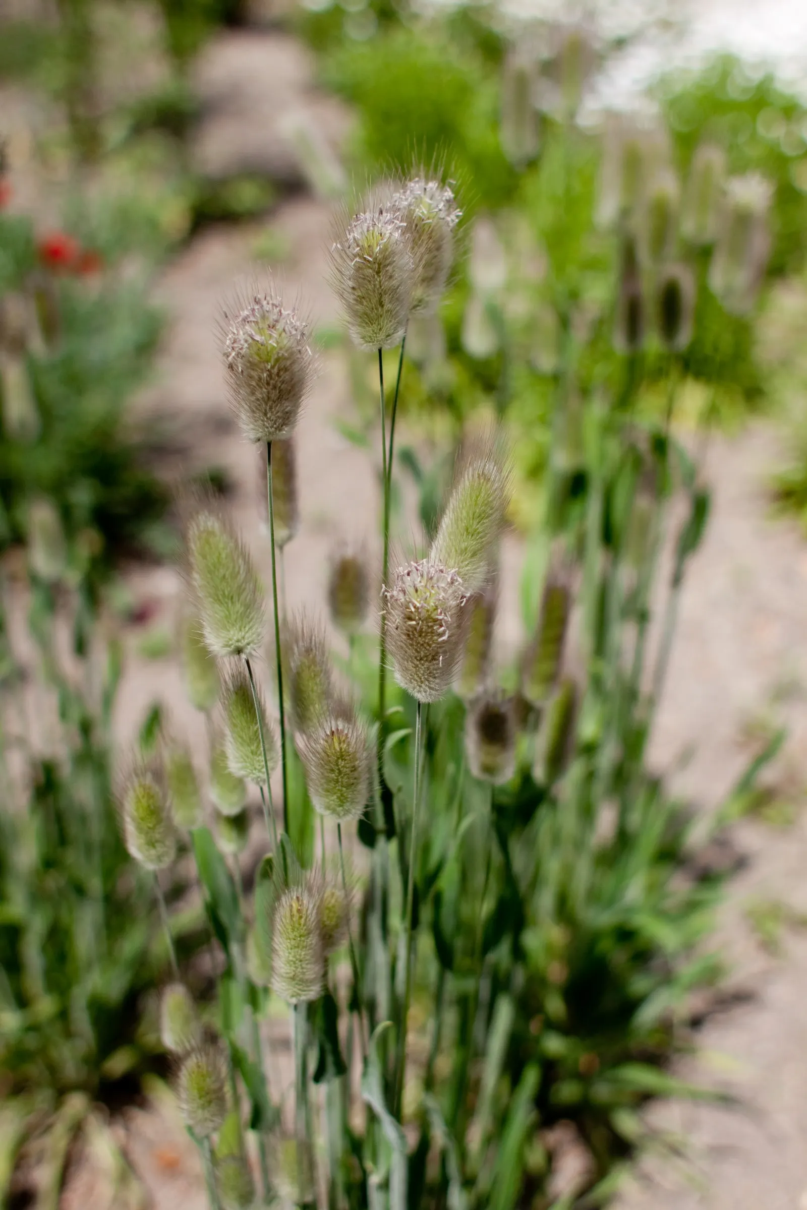 Bunny Tails (Lagurus Ovatus) — is a charming ornamental grass known for its fluffy; native to the Mediterranean, image 60