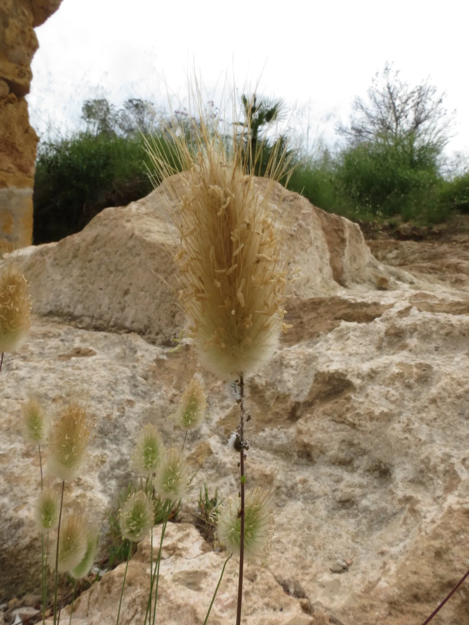 Bunny Tails (Lagurus Ovatus) — it displays good drought tolerance; its low maintenance and drought tolerance make it perfect for borders