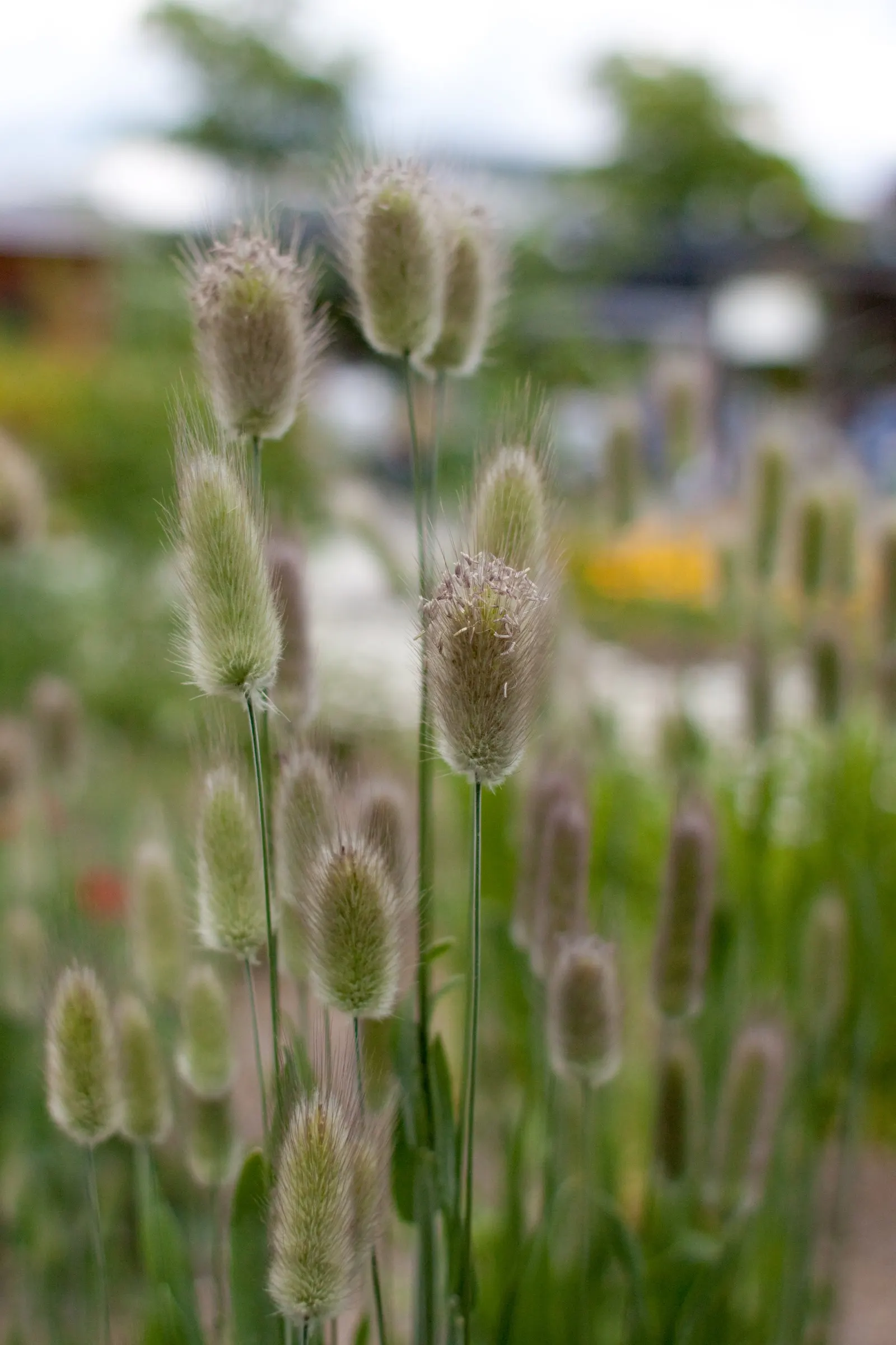 Bunny Tails (Lagurus Ovatus) — These seed heads are borne atop slender