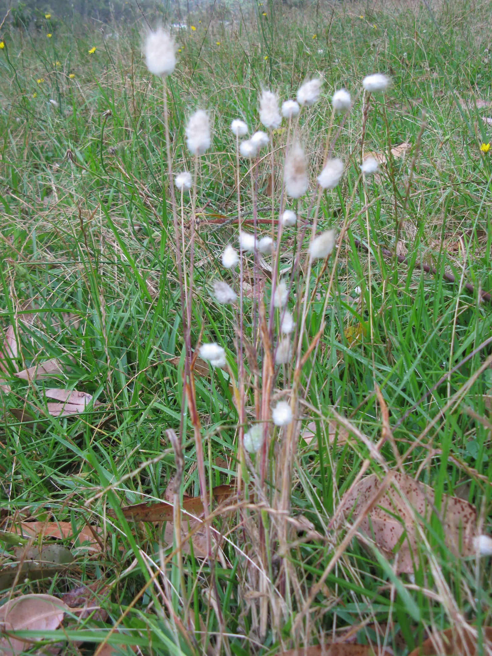 Bunny Tails (Lagurus Ovatus) — tufted seed heads emerge in late spring to early summer and persist well into the fall; commonly referred to as, image 72