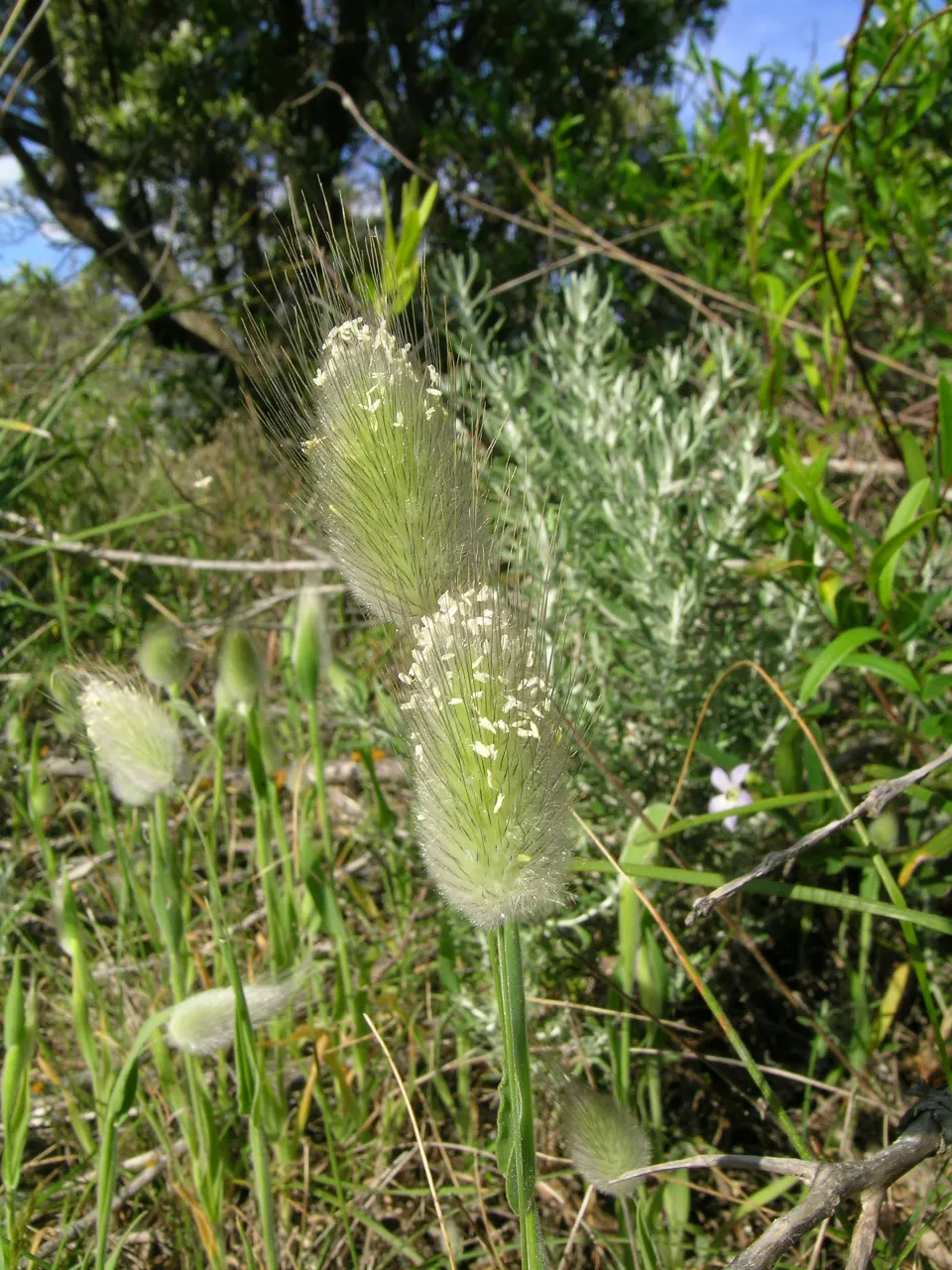 Bunny Tails (Lagurus Ovatus) — Watering should be moderate but can be reduced once the plant is fully established