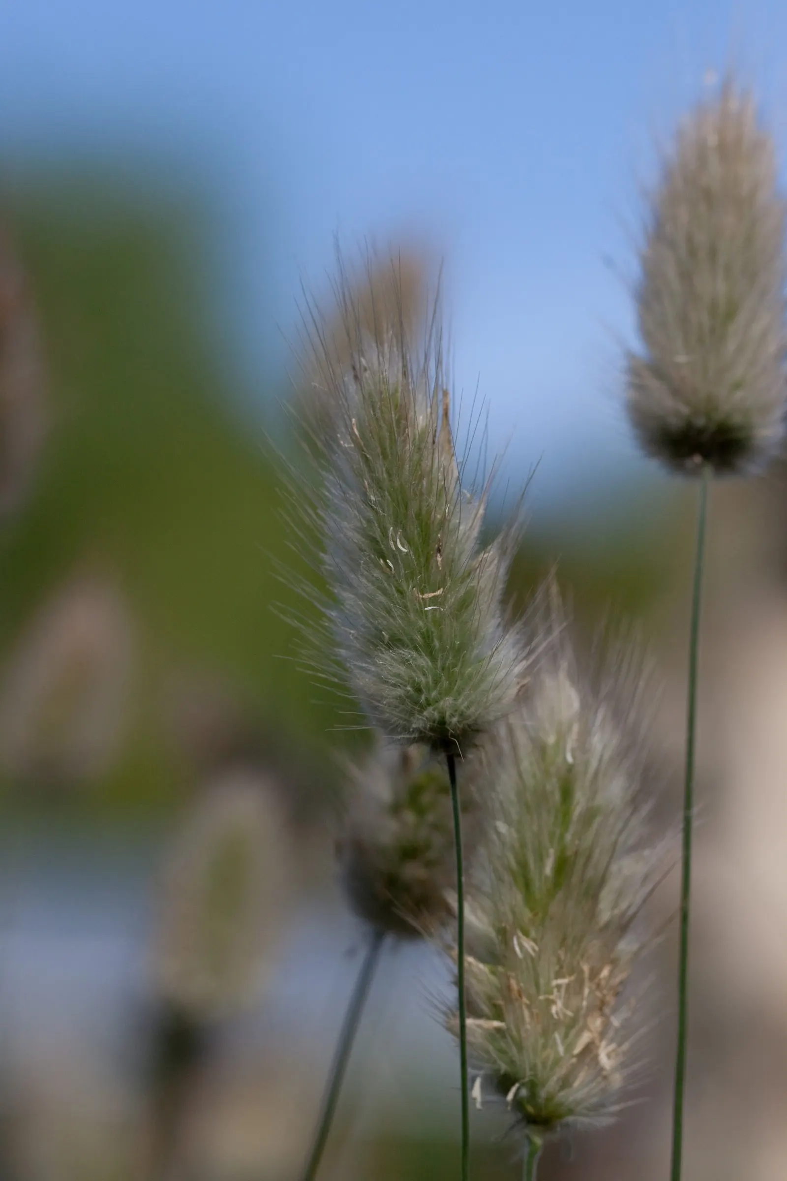 Bunny Tails (Lagurus Ovatus) — or as a textural accent in bouquets
