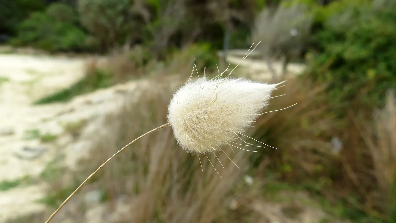 Bunny Tails (Lagurus Ovatus) — white flowers in the garden
