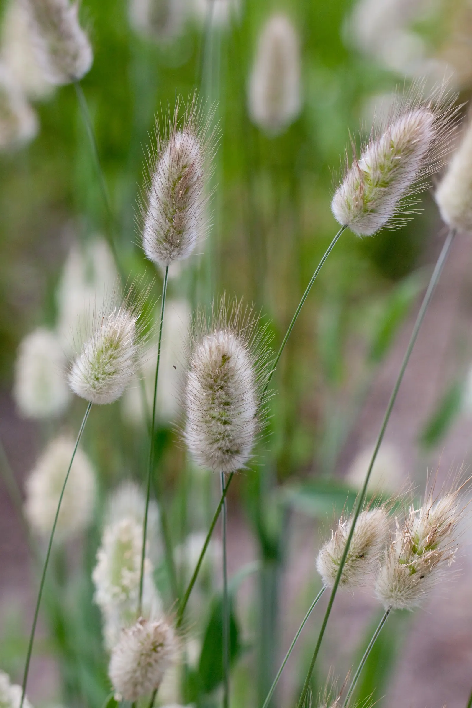 Bunny Tails (Lagurus Ovatus) — Native to the Mediterranean