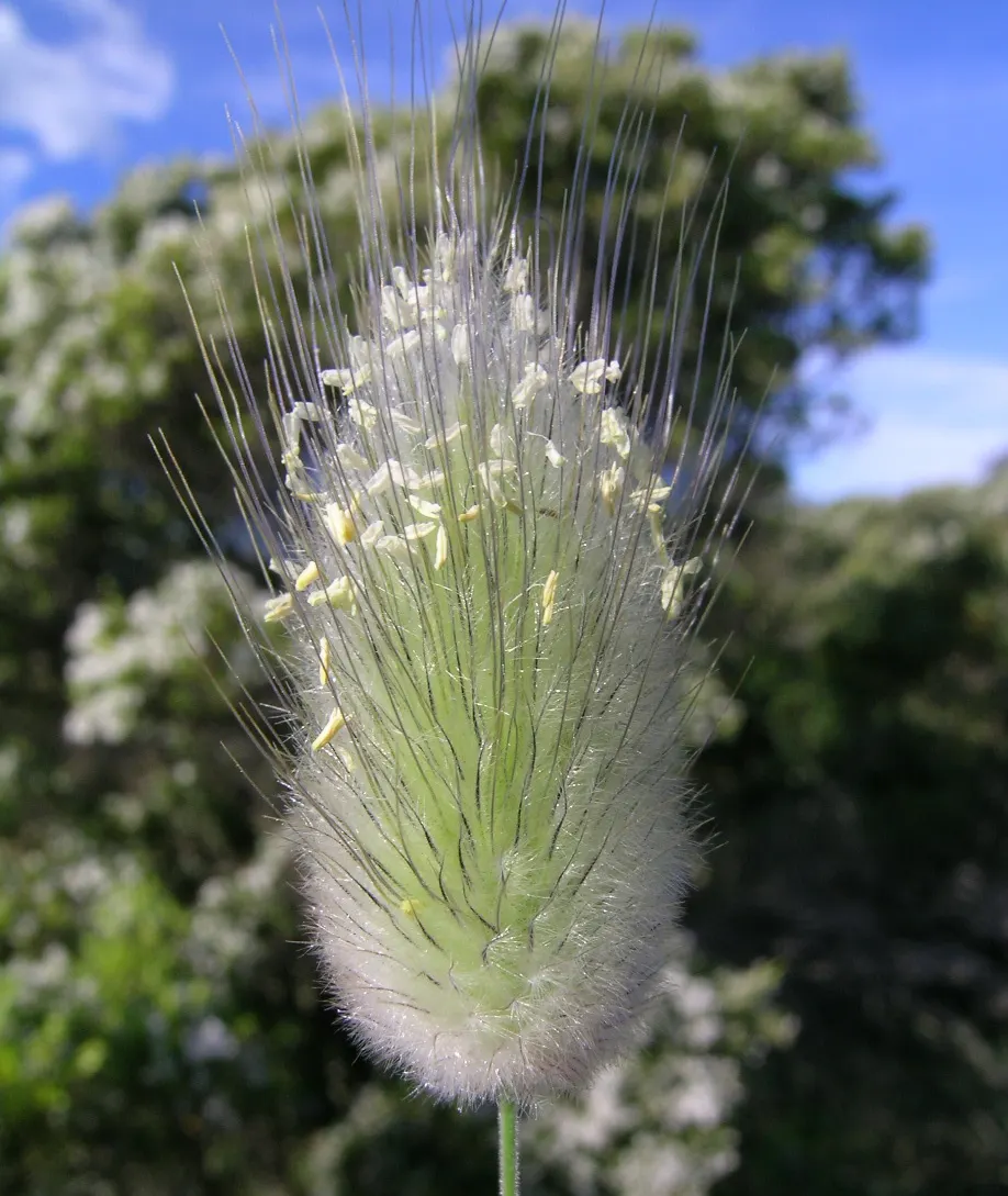 Bunny Tails (Lagurus Ovatus) — and their unique texture and form capture the interest of onlookers; annual for full or half, image 75